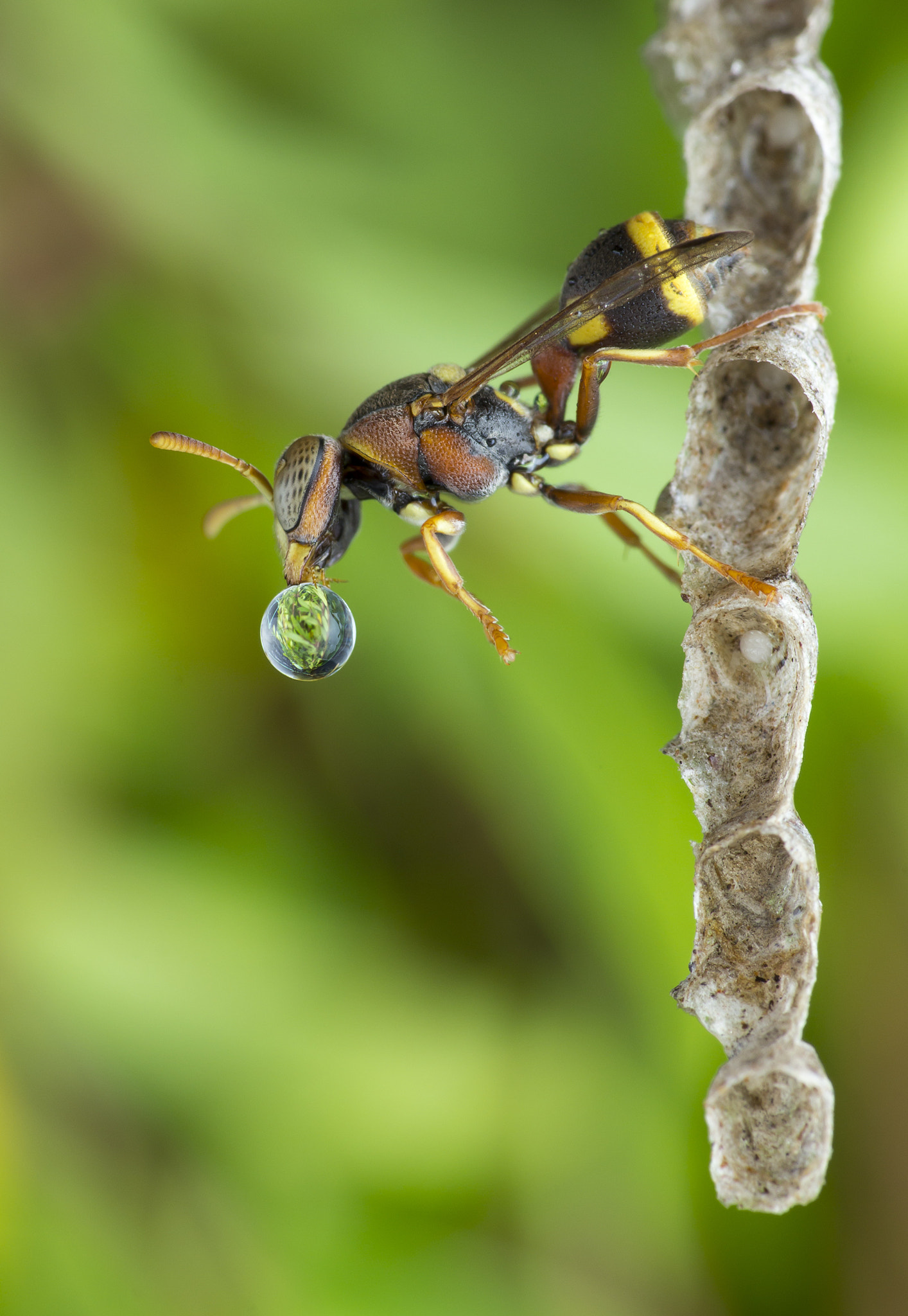 Canon EOS 60D + Canon EF 100mm F2.8 Macro USM sample photo. Wasp blowing water bubble 160927a photography