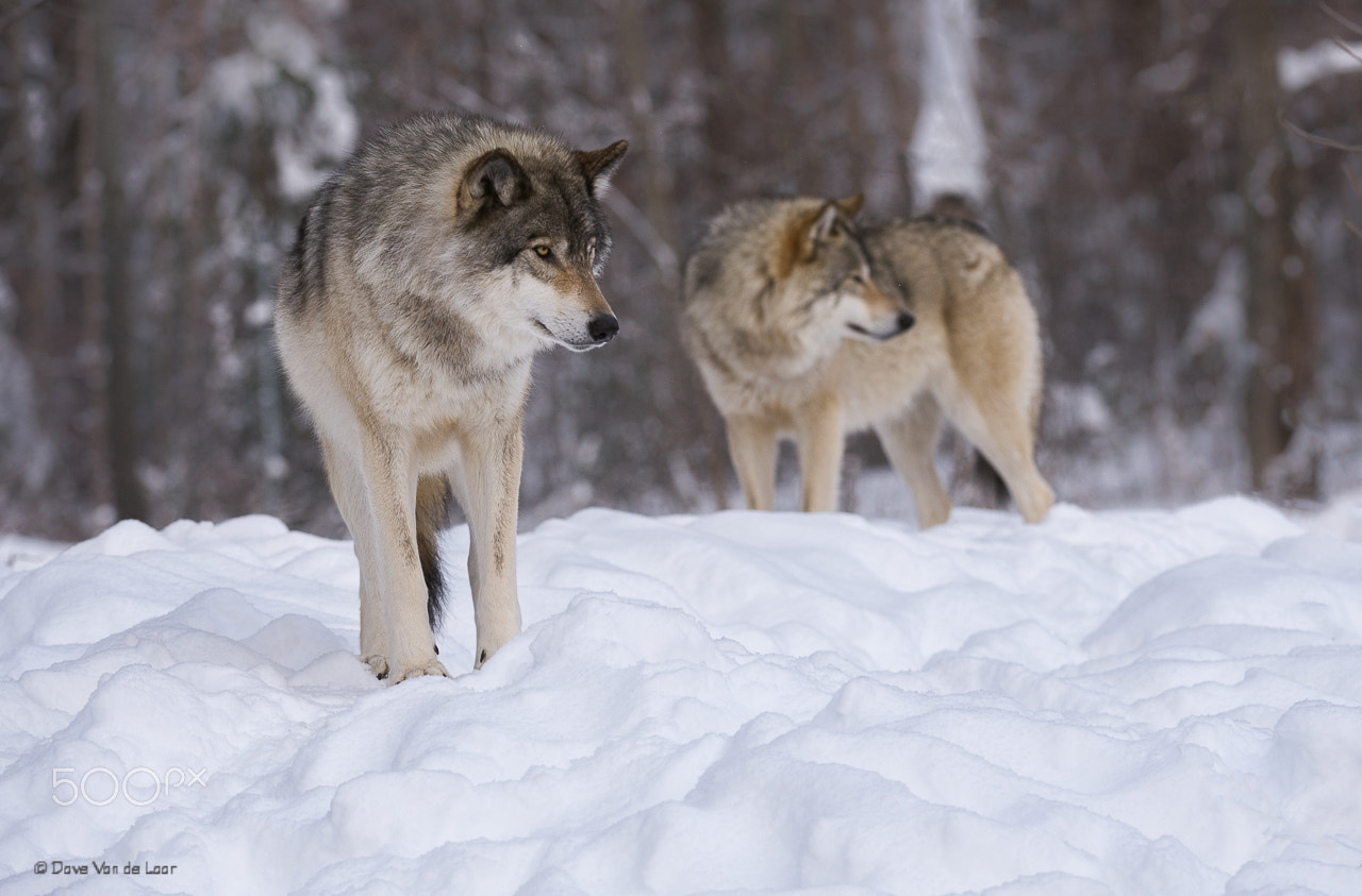Nikon D3S sample photo. Gray wolf photography