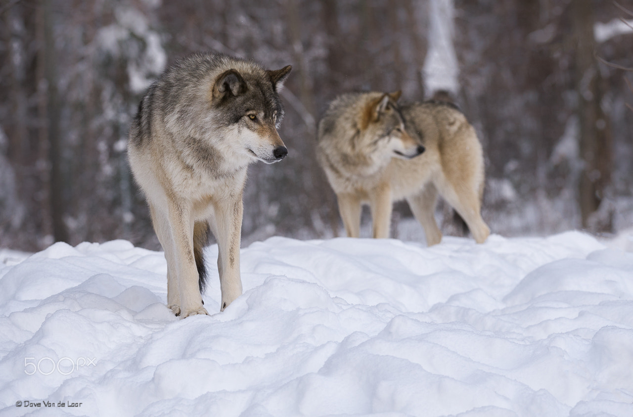 Nikon D3S + Nikon AF-S Nikkor 200-400mm F4G ED-IF VR sample photo. Gray wolf photography