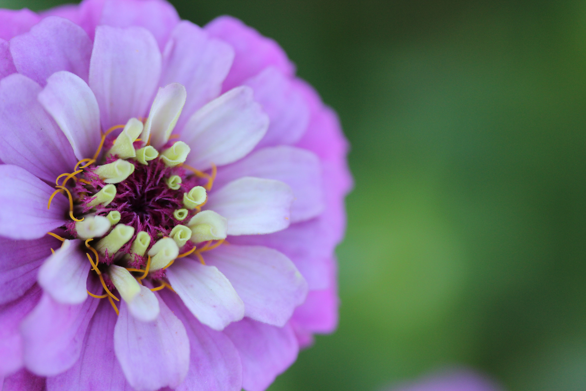 Canon EF-S 60mm F2.8 Macro USM sample photo. Violet display photography