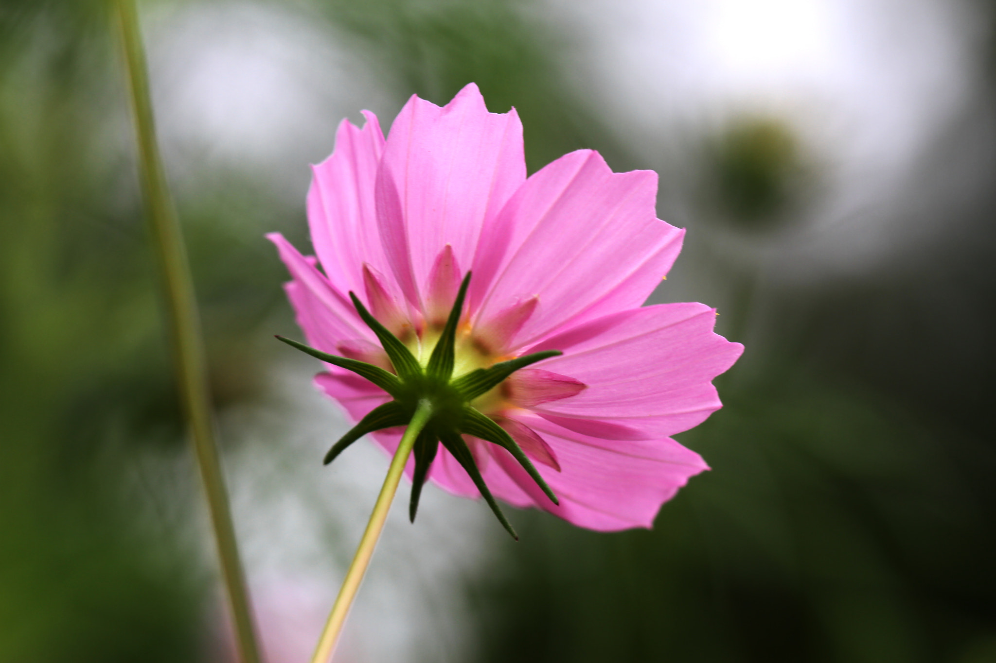 Canon EF 100mm F2.8L Macro IS USM sample photo. Cosmea photography