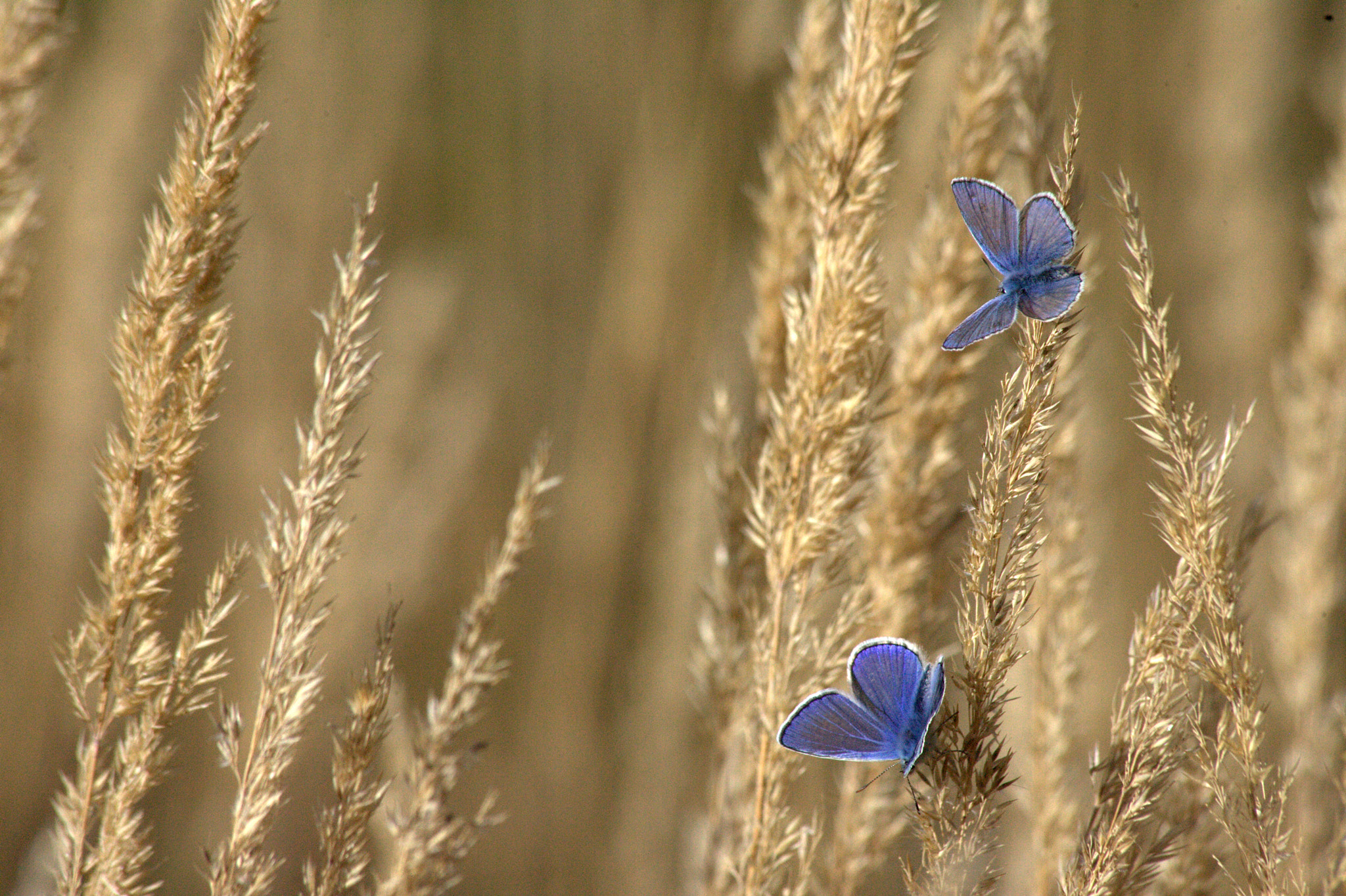 Canon EOS-1D Mark II sample photo. Image photography