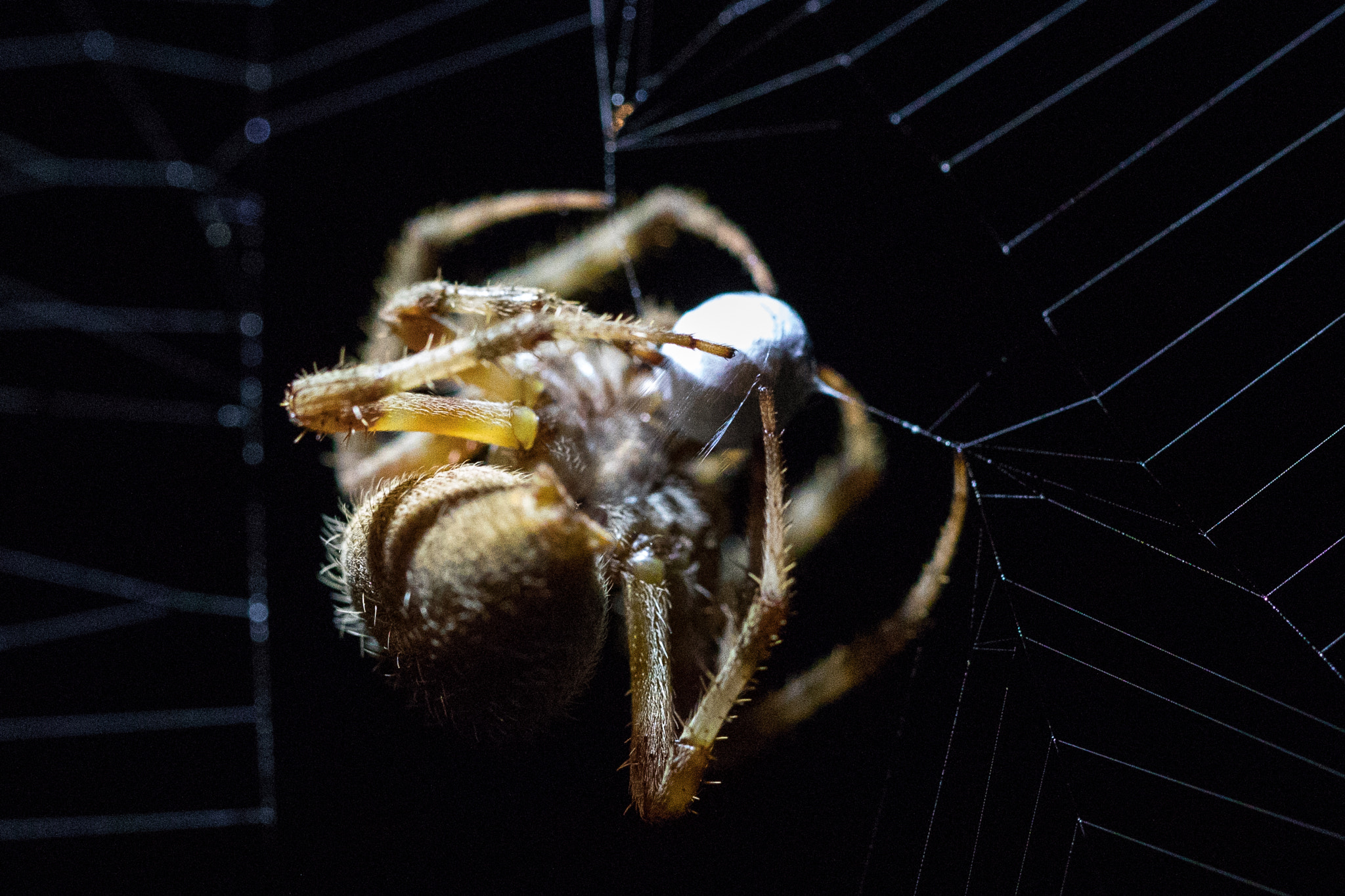 Canon EOS 5D Mark IV sample photo. A garden orb weaver spider wrapping up its first prey of the evening. photography