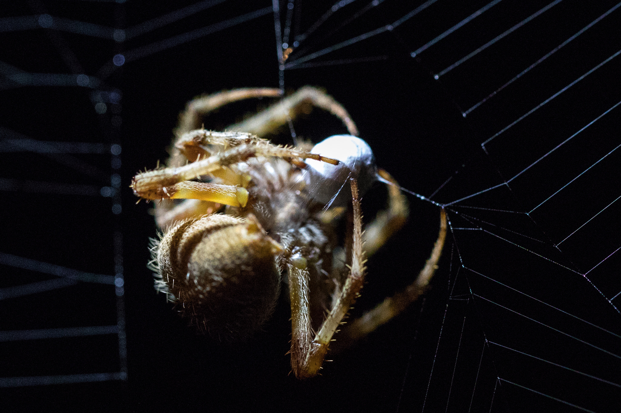 Canon EF 100mm F2.8L Macro IS USM sample photo. A garden orb weaver spider wrapping up its first prey of the evening. photography