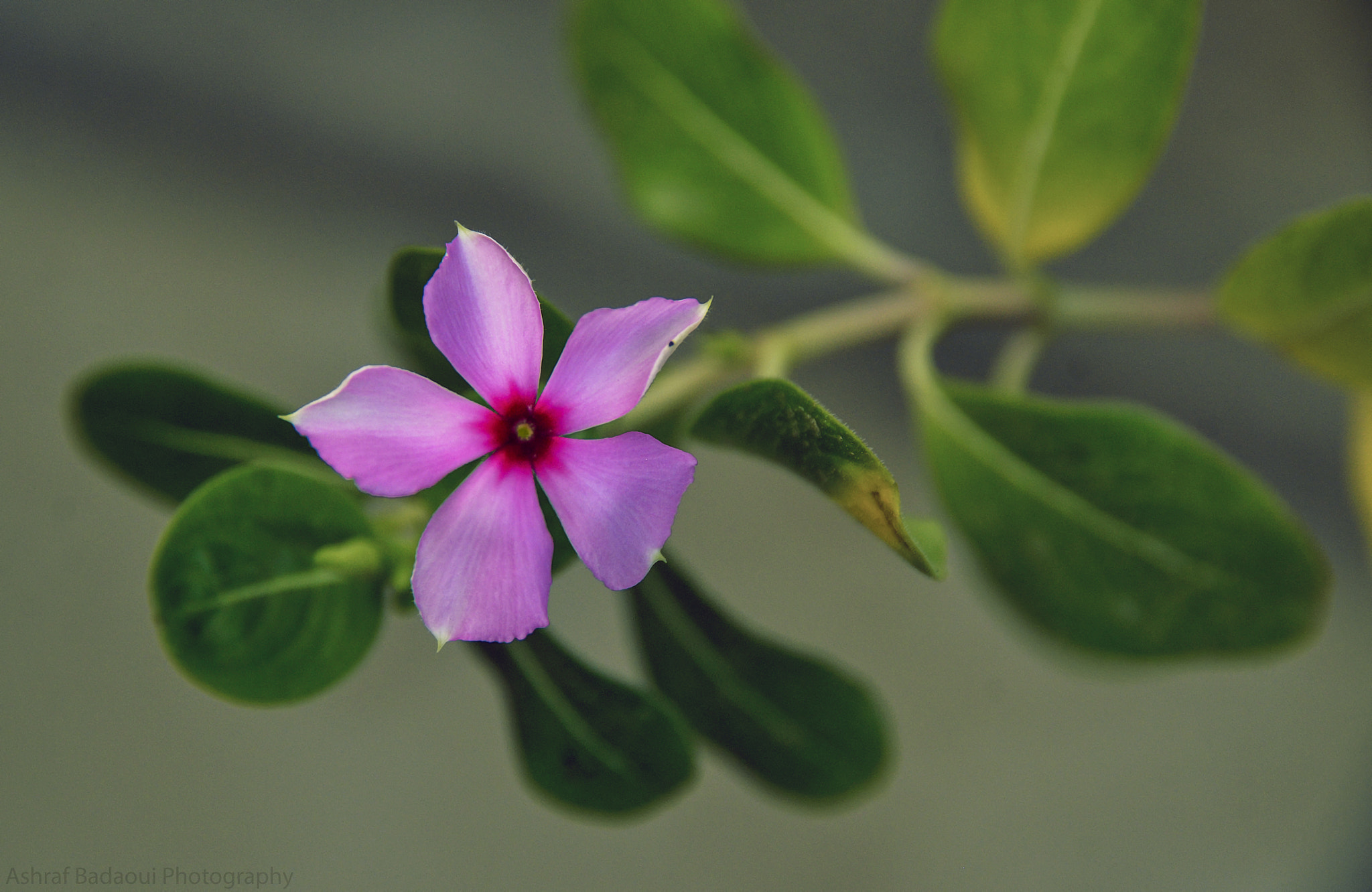 Sigma 18-200mm F3.5-6.3 DC OS HSM sample photo. Pink flower photography