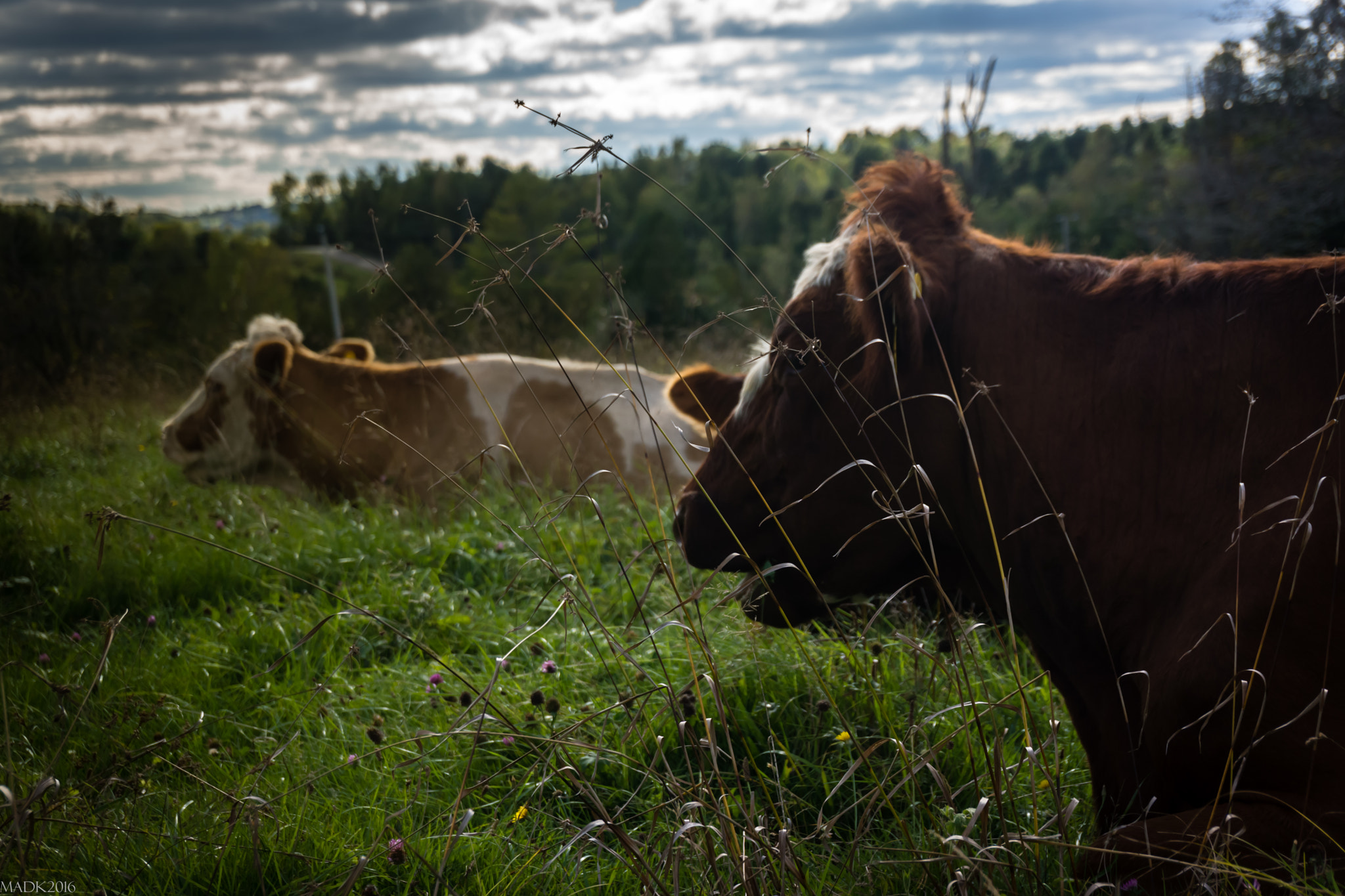 Sony Alpha NEX-7 sample photo. Resting cows photography