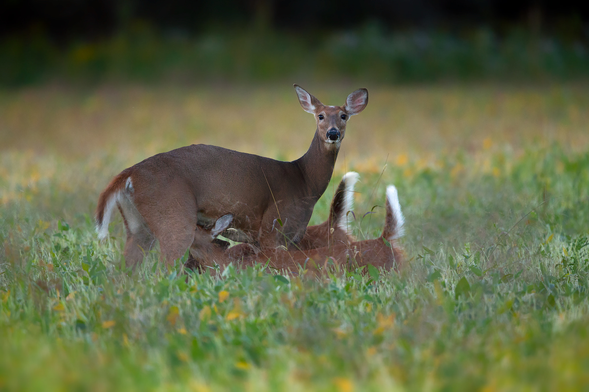 Canon EF 500mm F4L IS USM sample photo. Mother and fawns photography
