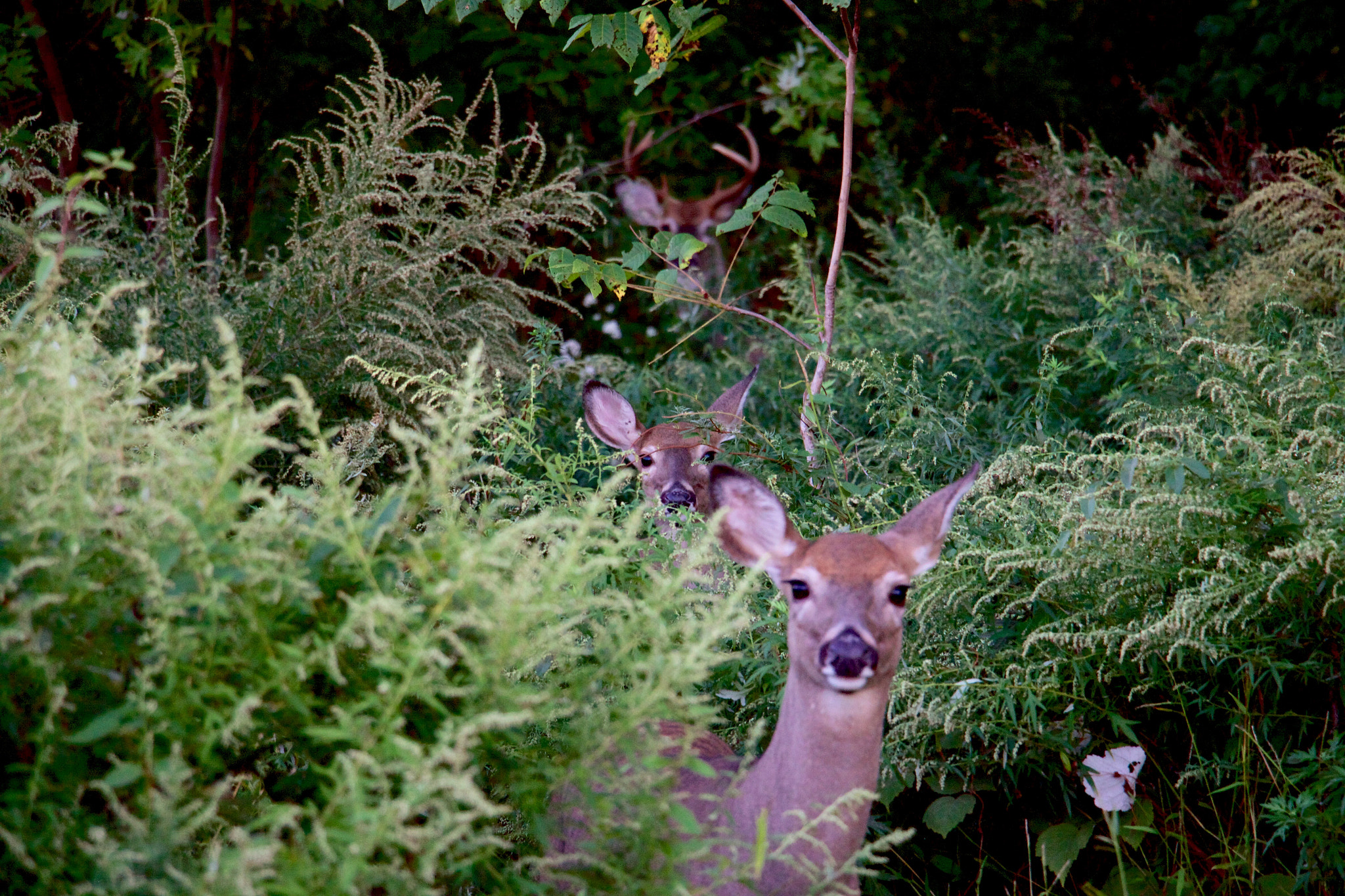 Canon EOS 500D (EOS Rebel T1i / EOS Kiss X3) sample photo. A buck and his ladies photography