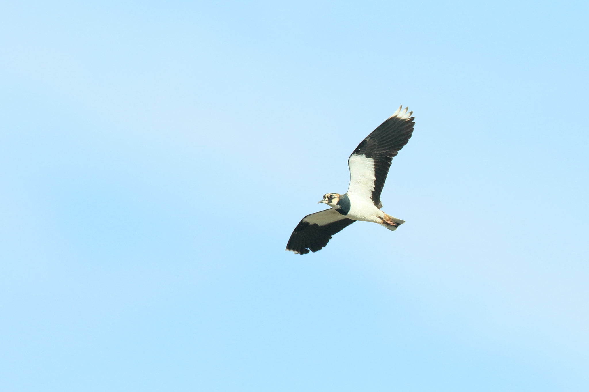 Canon EF 400mm F2.8L IS II USM sample photo. タゲリ 飛翔− photography