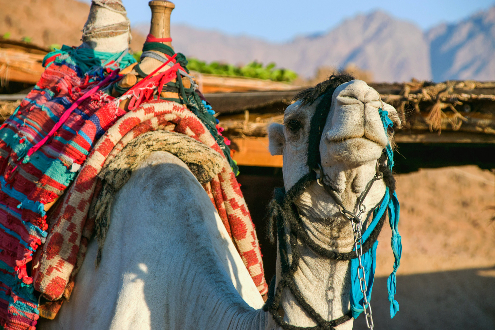 Sigma 28-300mm F3.5-6.3 DG Macro sample photo. Sinai camels  photography