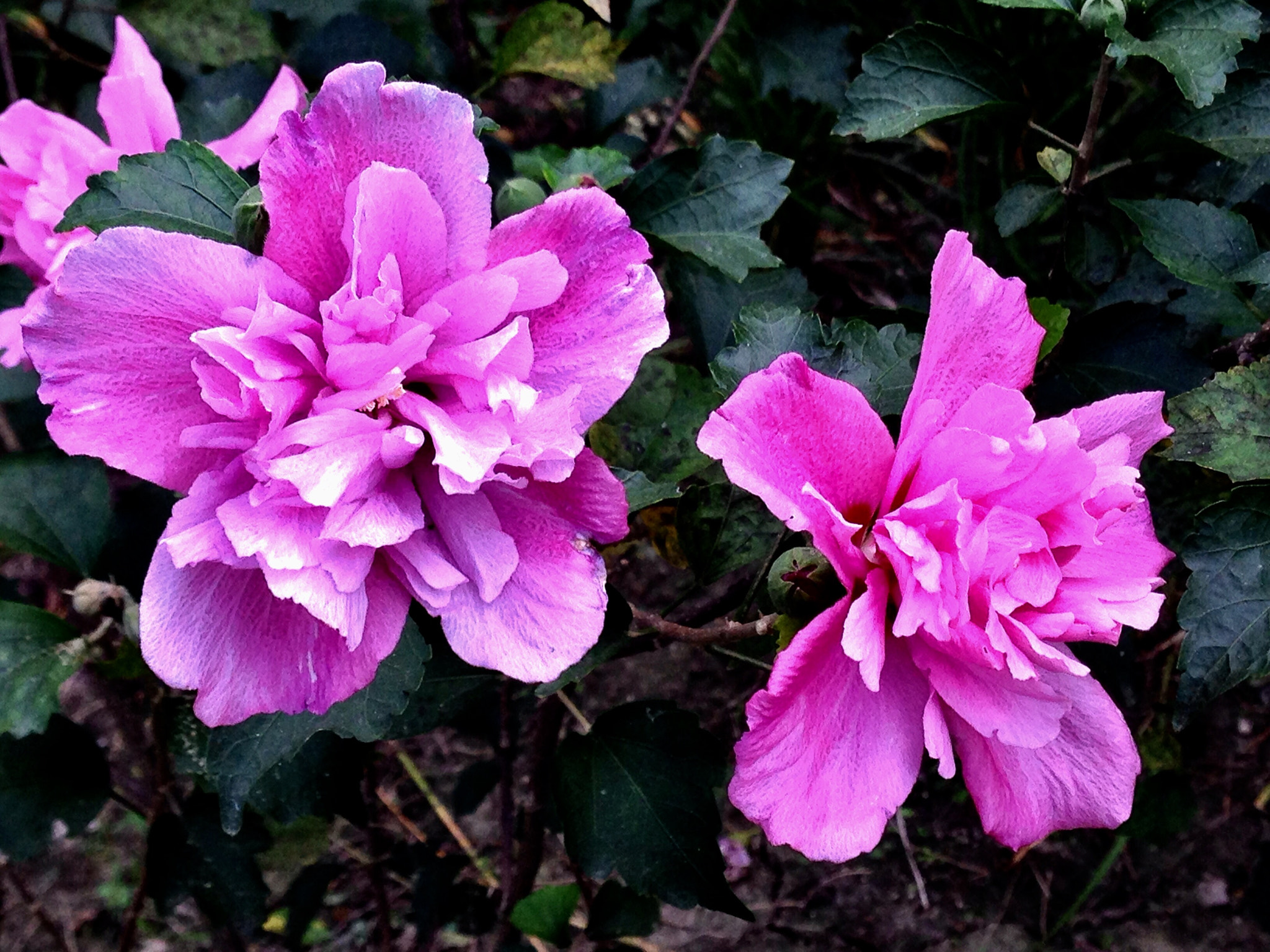 Apple iPhone5,2 sample photo. Hibiscuses 木槿花 photography