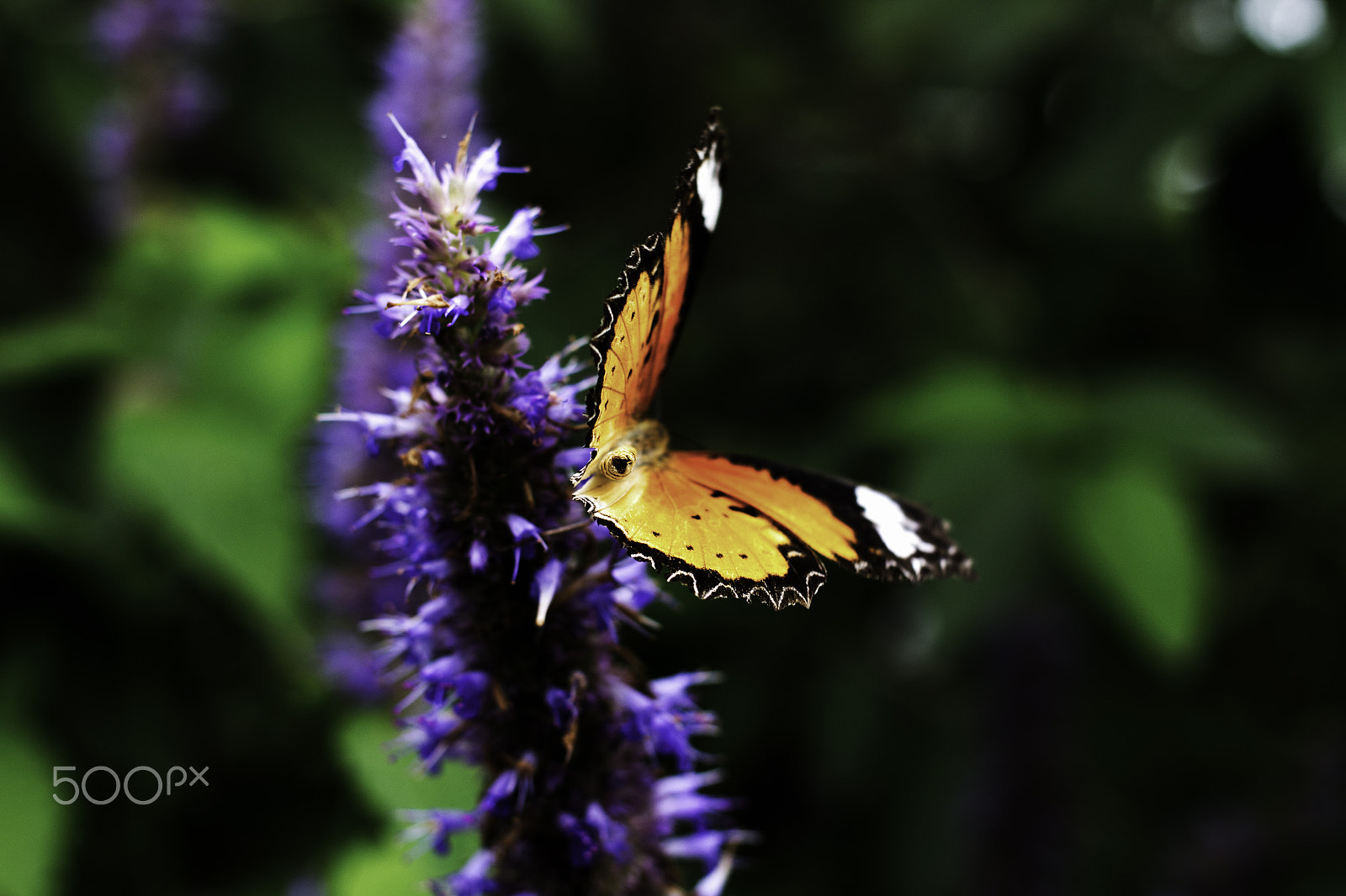 Canon EF 40mm F2.8 STM sample photo. Butterfly at it's feast !!! photography