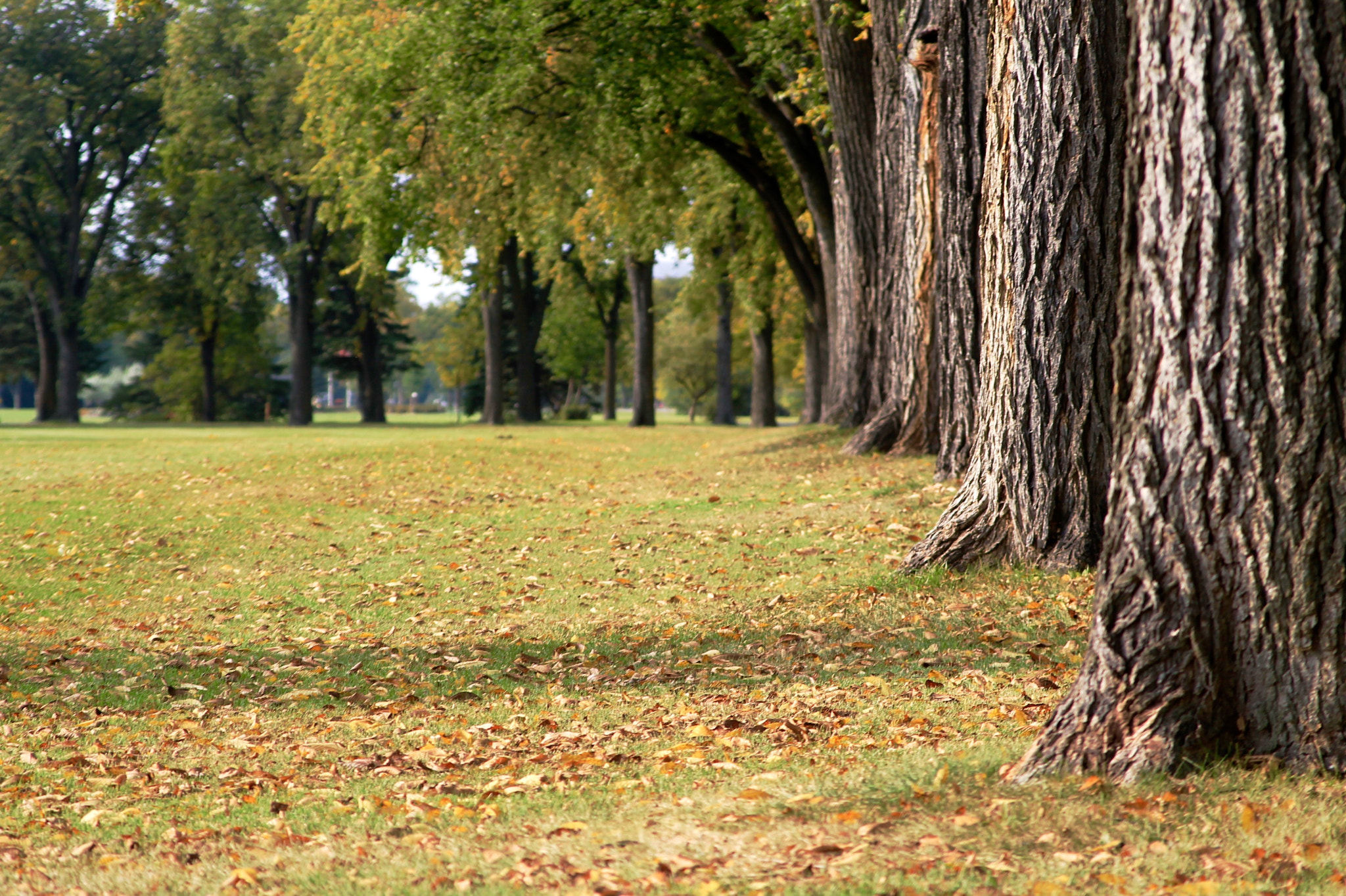 Canon EF 28-105mm f/3.5-4.5 USM sample photo. Falling into fall photography