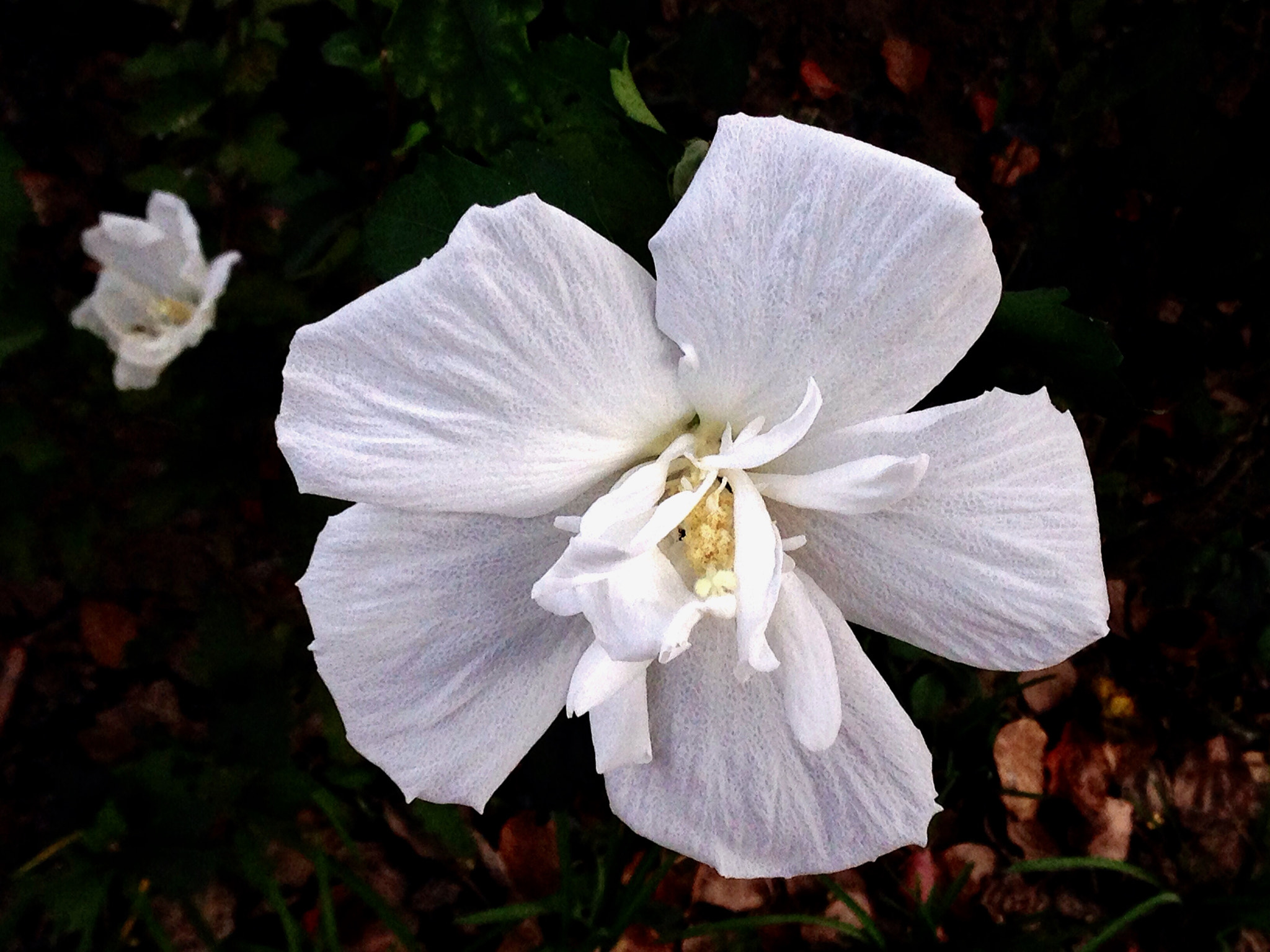 Apple iPhone5,2 sample photo. Hibiscuses 木槿花 photography