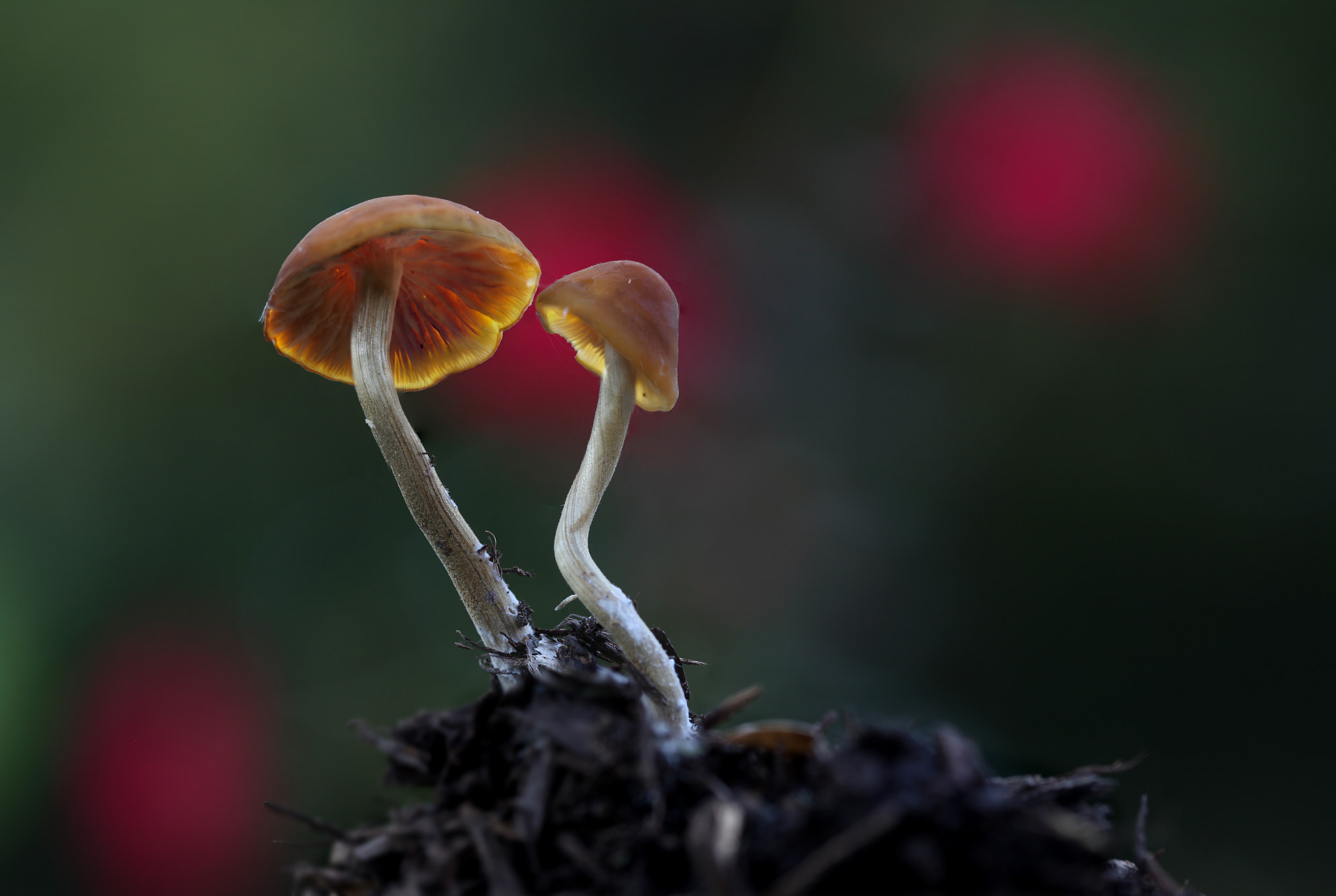 Canon EOS 5D Mark II sample photo. Mushrooms in rosebed photography