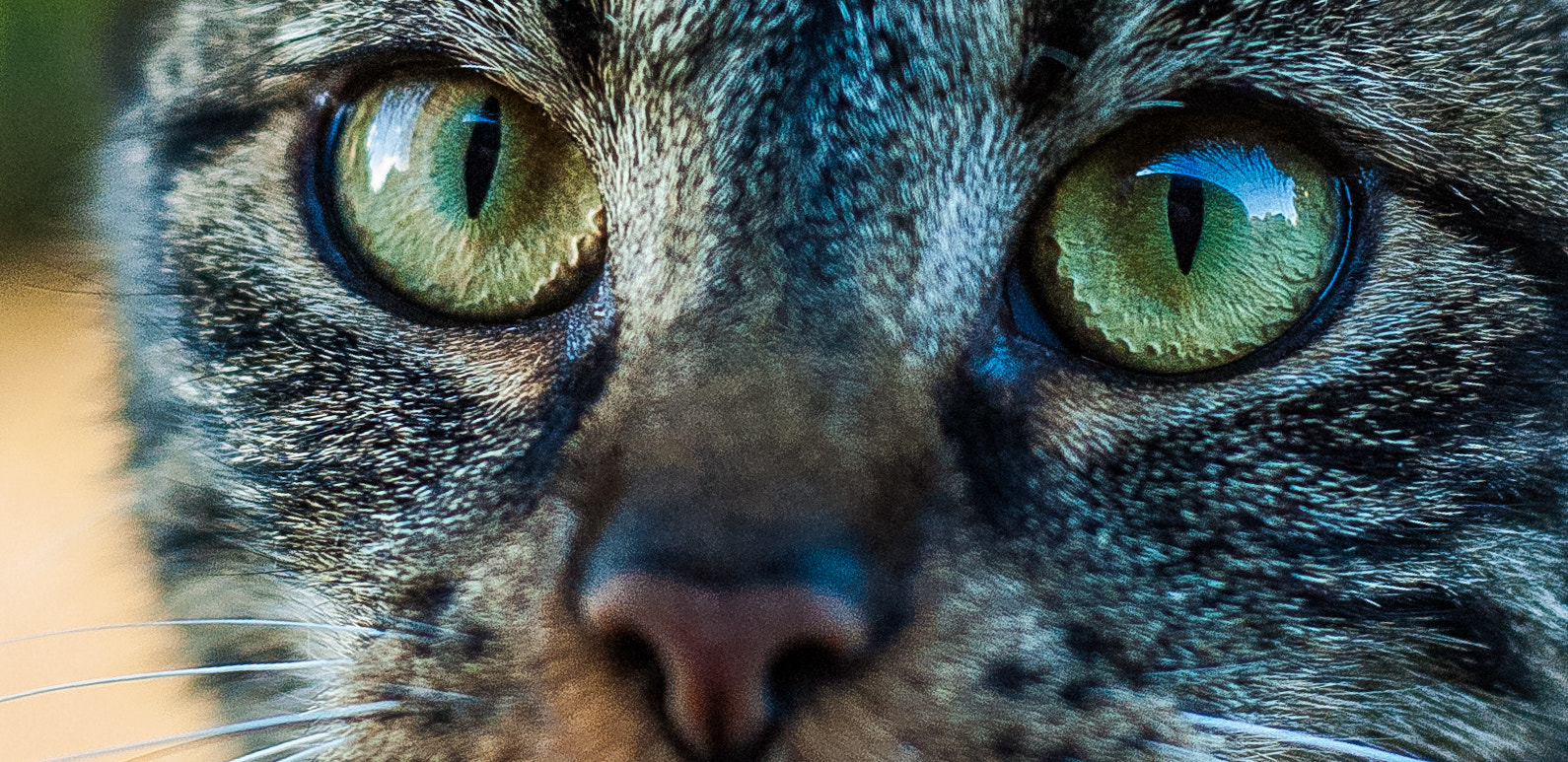 Nikon D70 + Nikon AF Nikkor 50mm F1.8D sample photo. //wild eyes photography