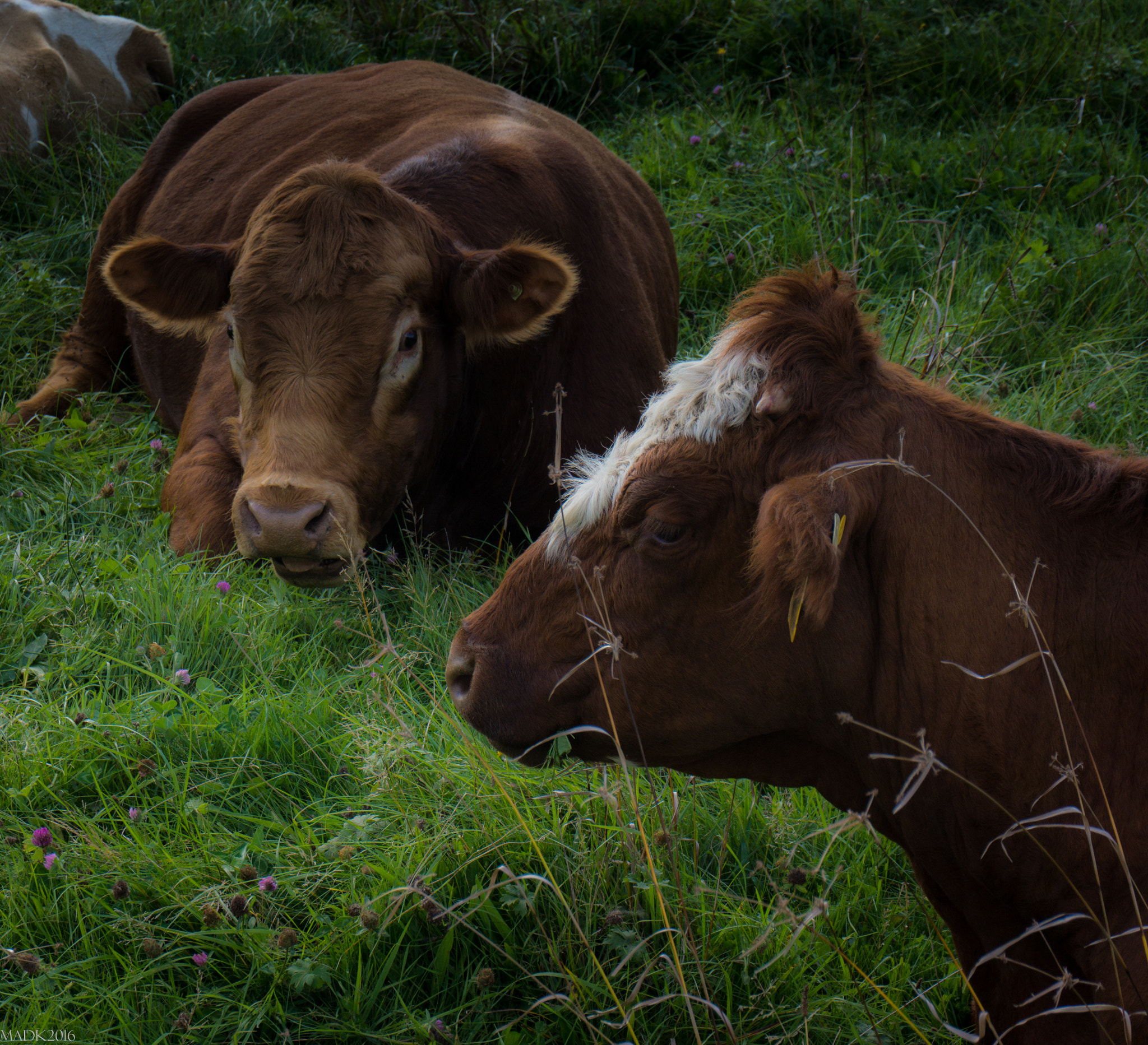 Sony Alpha NEX-7 sample photo. Cow resting take 2 photography