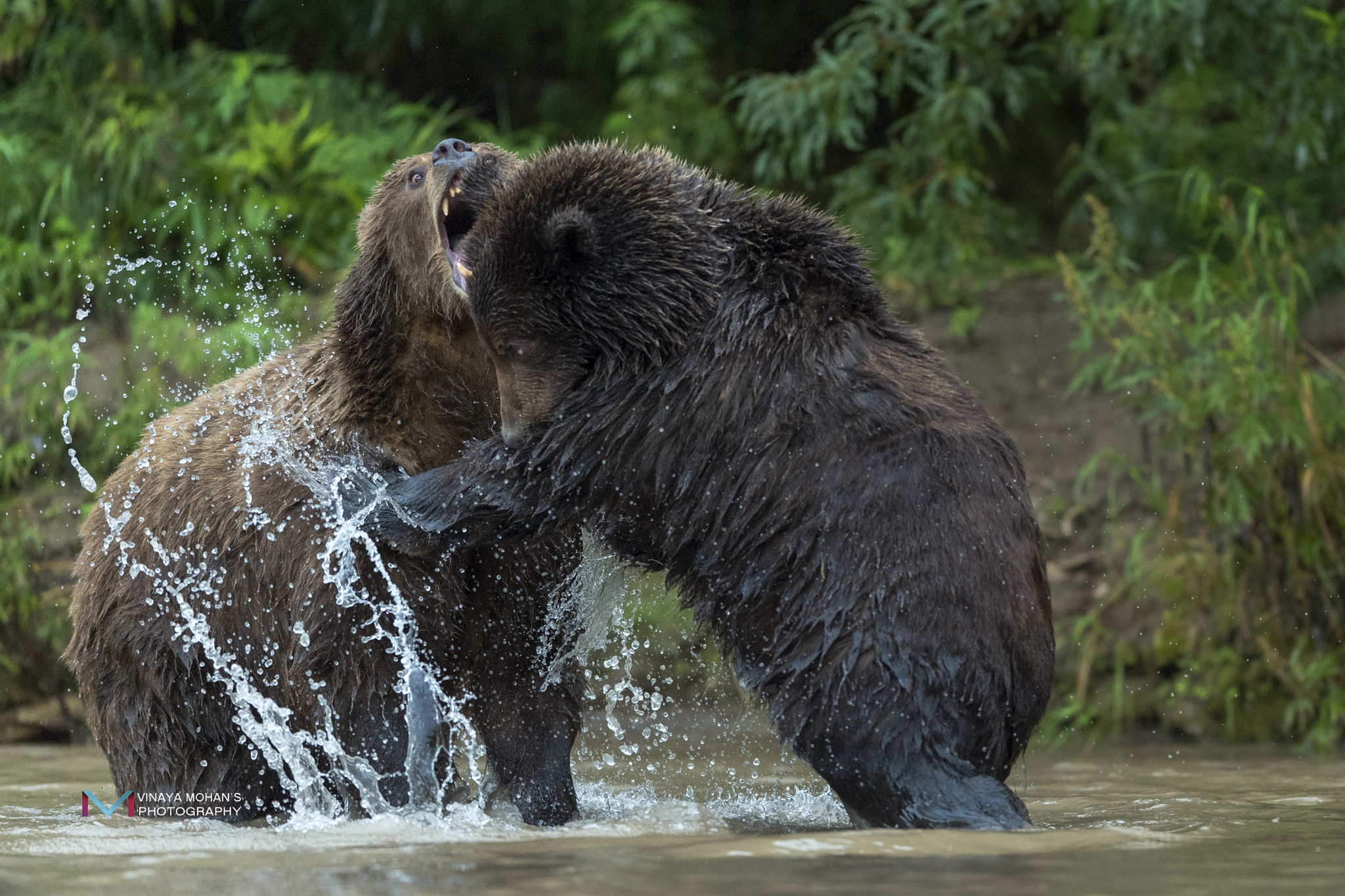 Nikon AF-S Nikkor 400mm F2.8E FL ED VR sample photo. Bear fight dsc photography