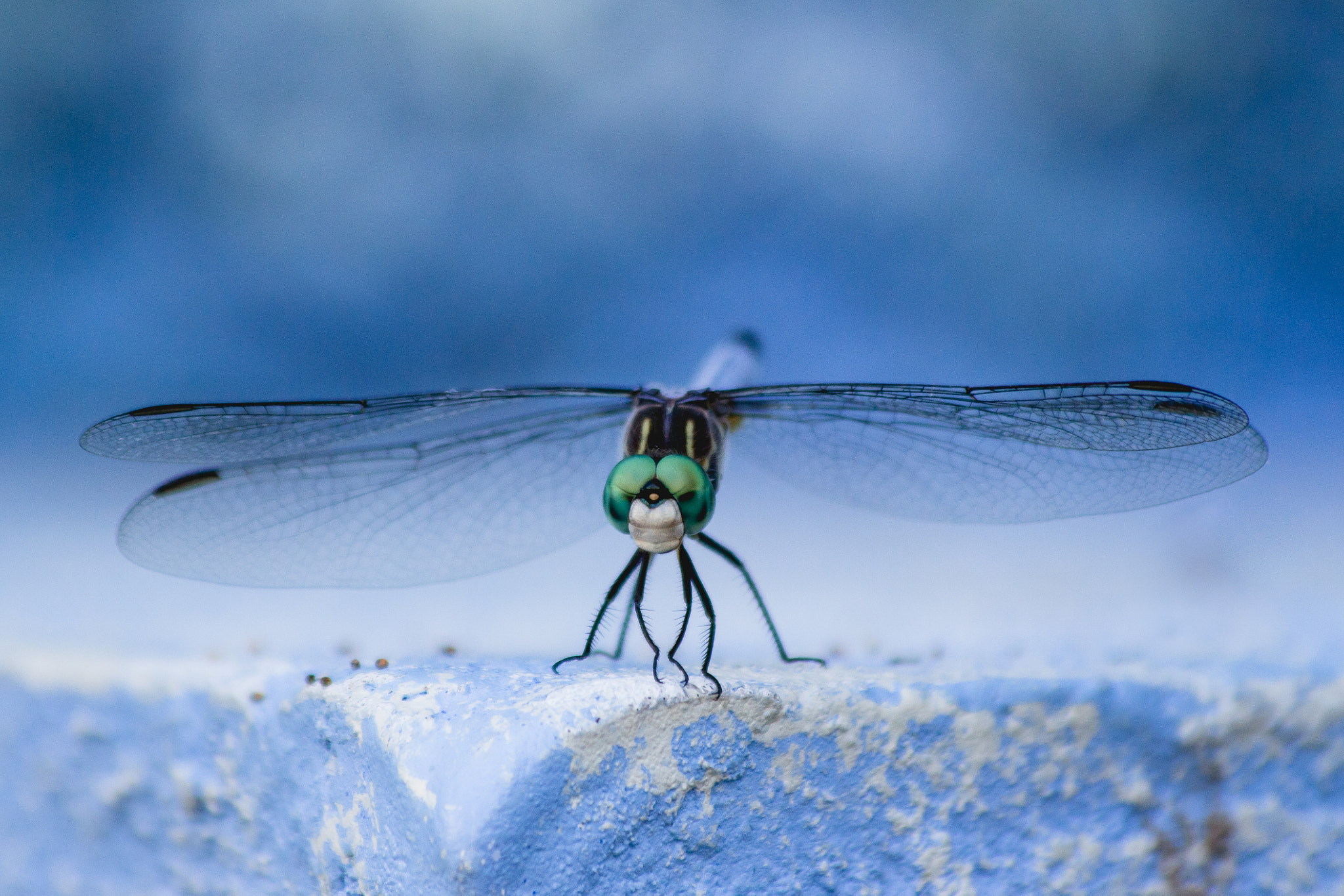 Canon EOS 100D (EOS Rebel SL1 / EOS Kiss X7) sample photo. Dragonfly photography