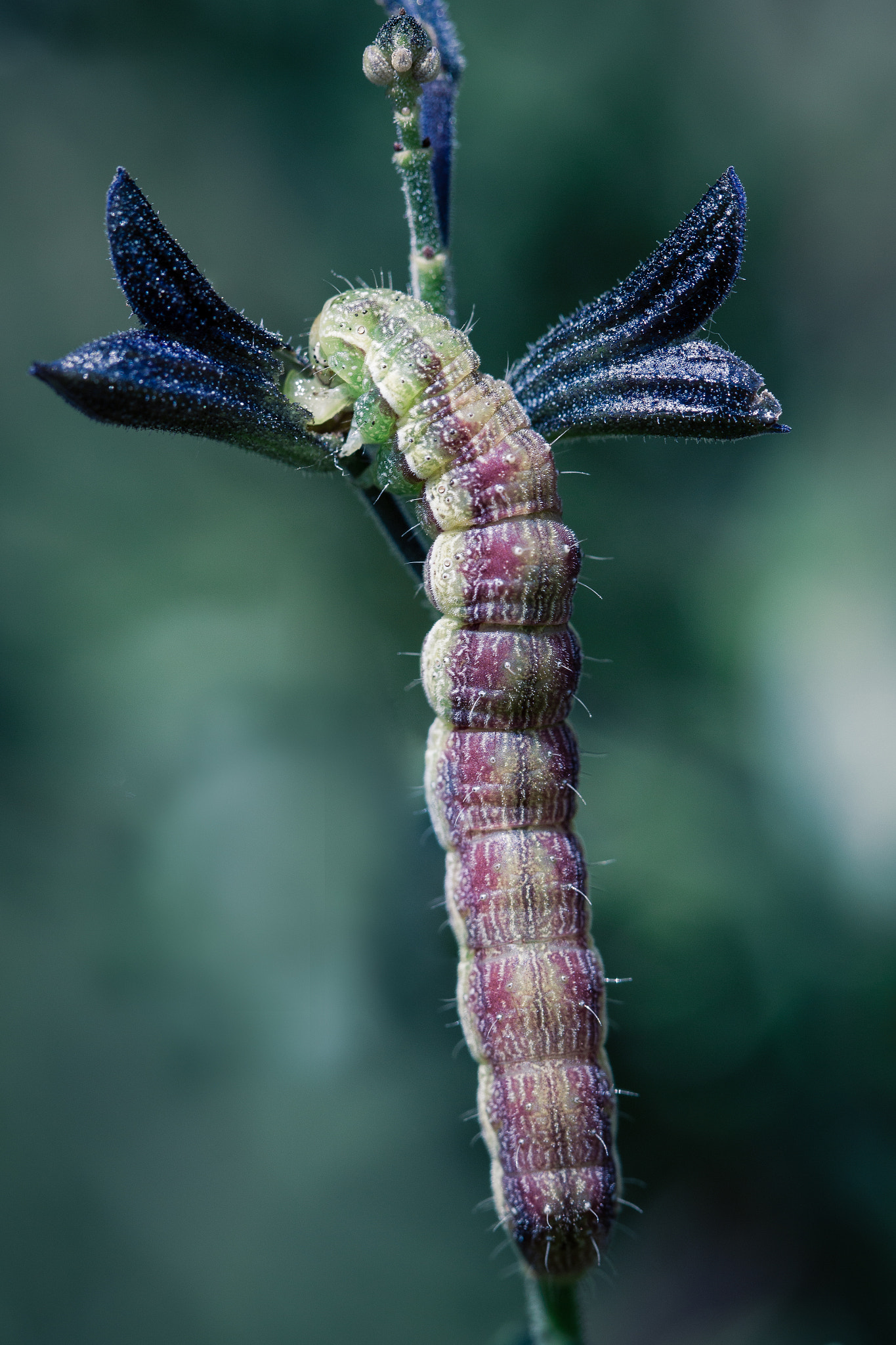 Canon EF 100mm F2.8L Macro IS USM sample photo. Big dreams photography