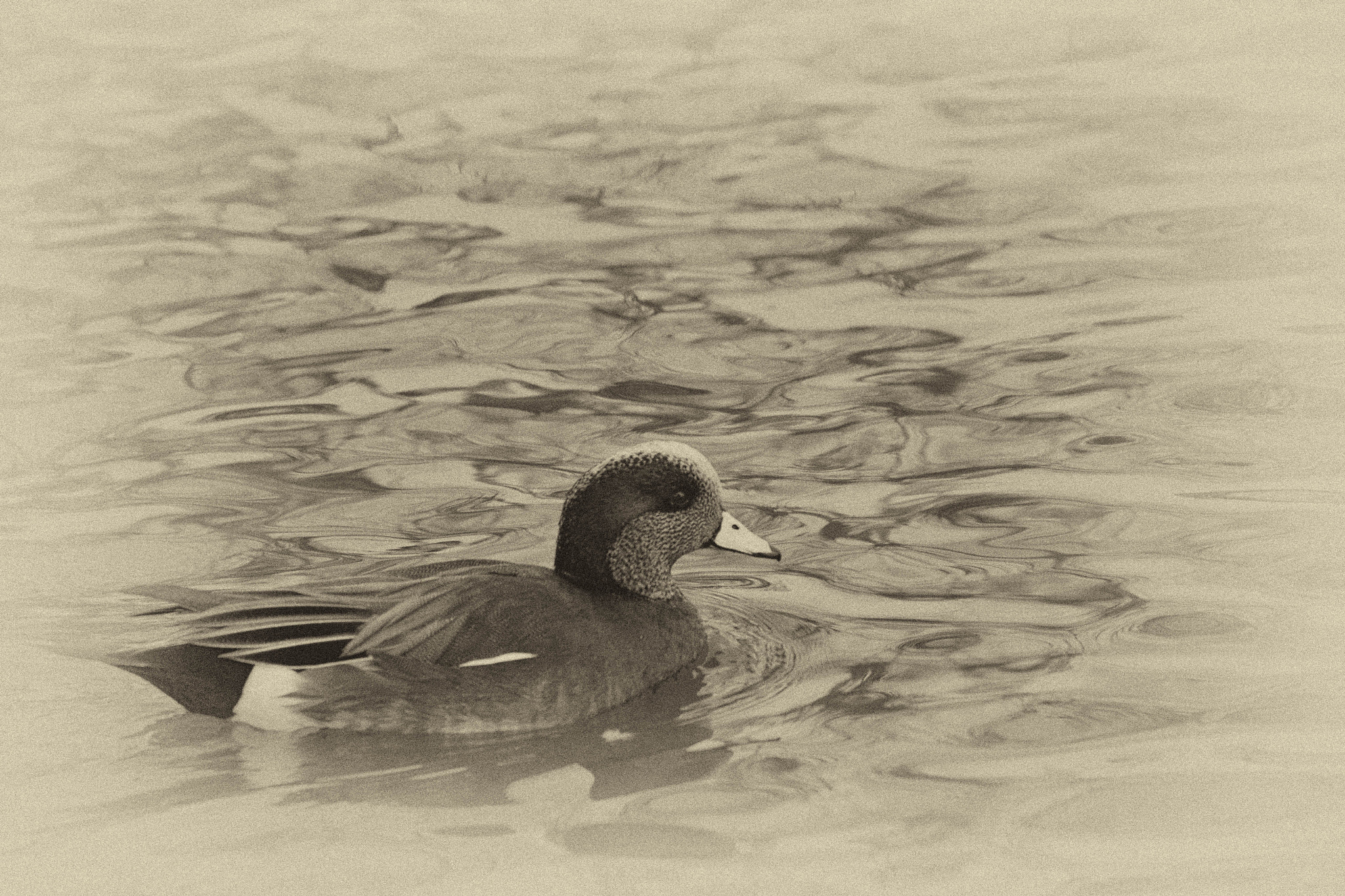 Canon EOS 600D (Rebel EOS T3i / EOS Kiss X5) + Canon EF 70-300mm F4-5.6 IS USM sample photo. Old timey duck photography