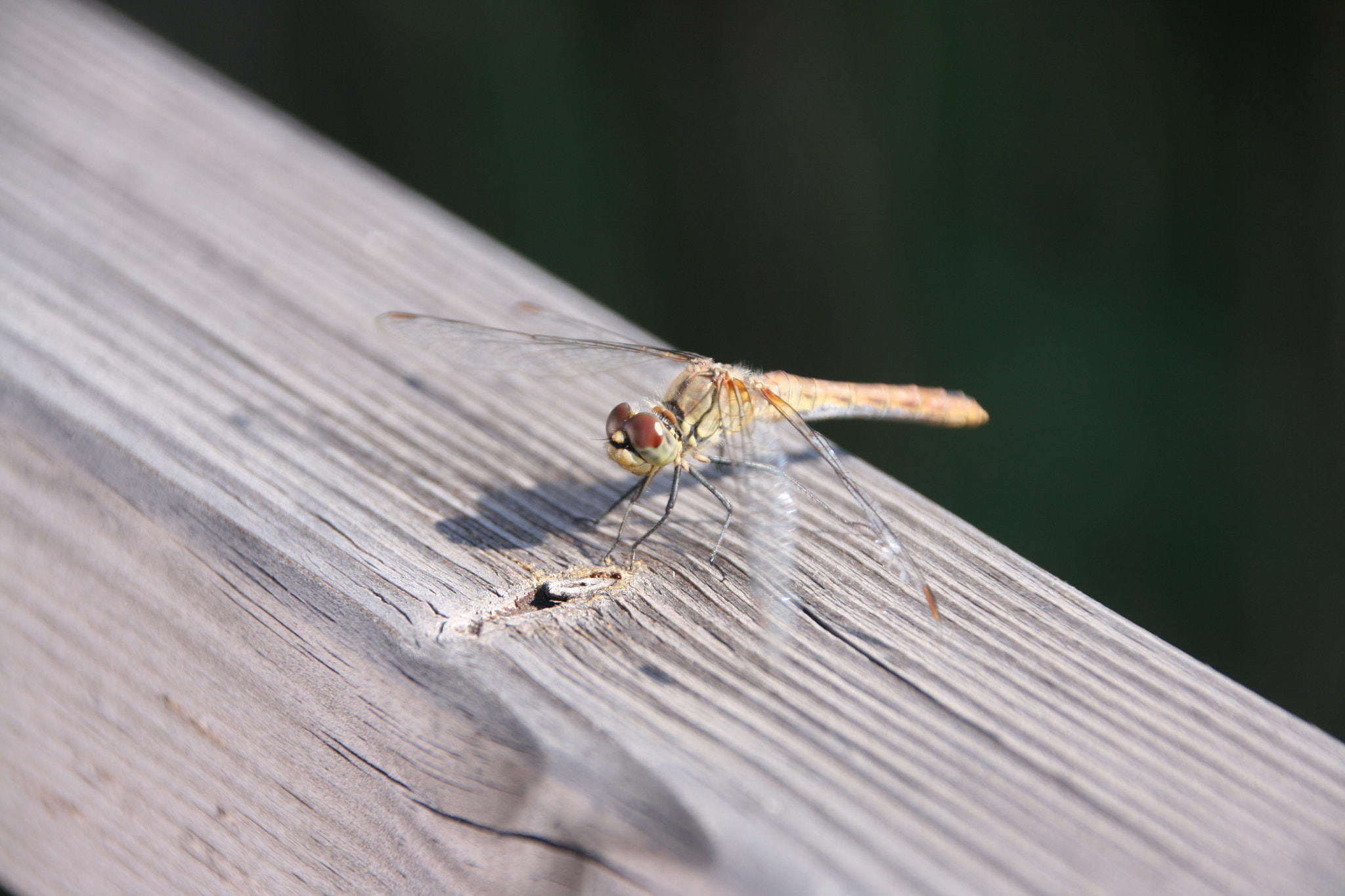 Canon EOS 400D (EOS Digital Rebel XTi / EOS Kiss Digital X) sample photo. A small dragonfly... photography