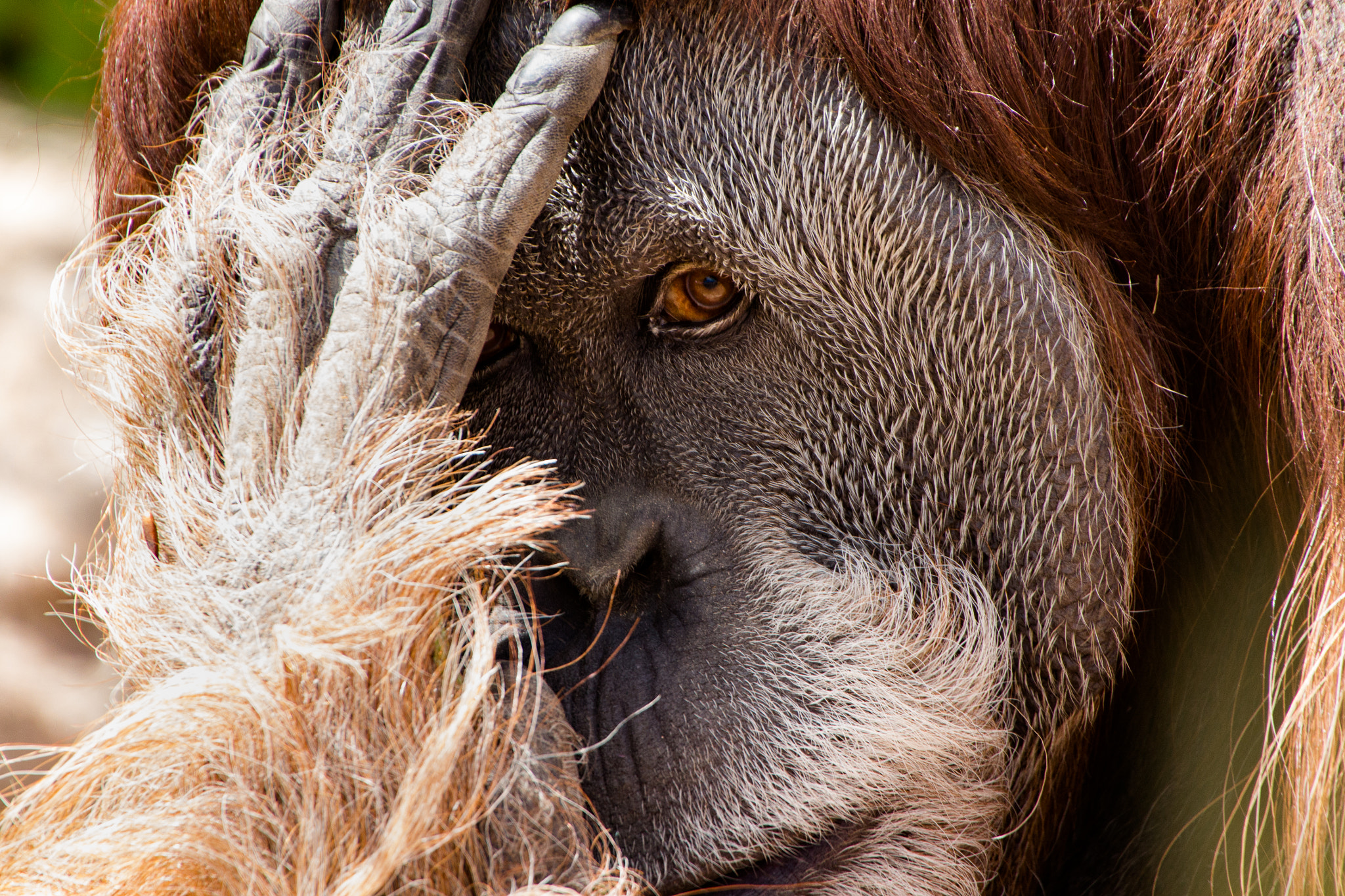 Canon EOS 100D (EOS Rebel SL1 / EOS Kiss X7) sample photo. Orangutan photography