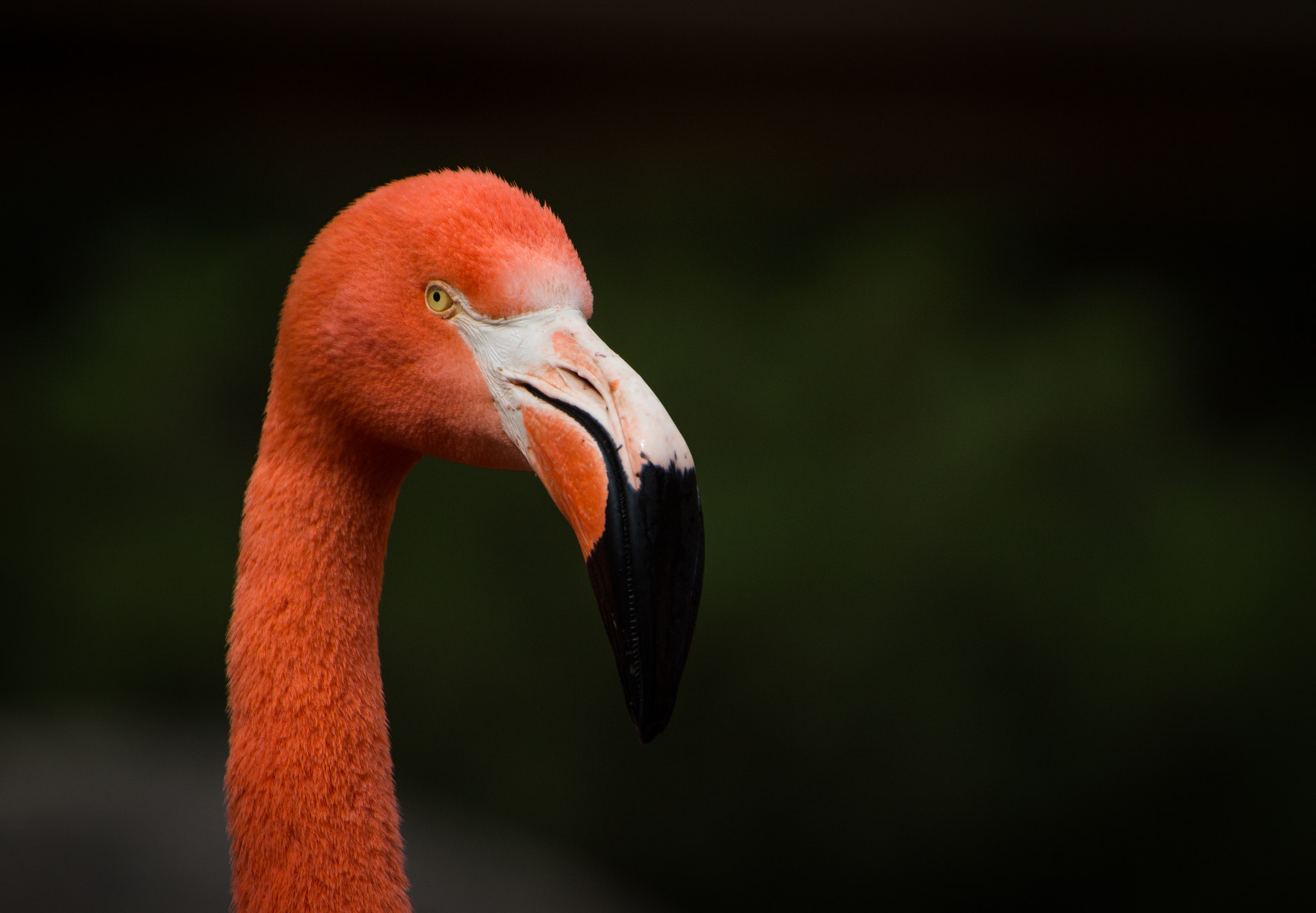 Canon EOS 100D (EOS Rebel SL1 / EOS Kiss X7) sample photo. Flamingo photography