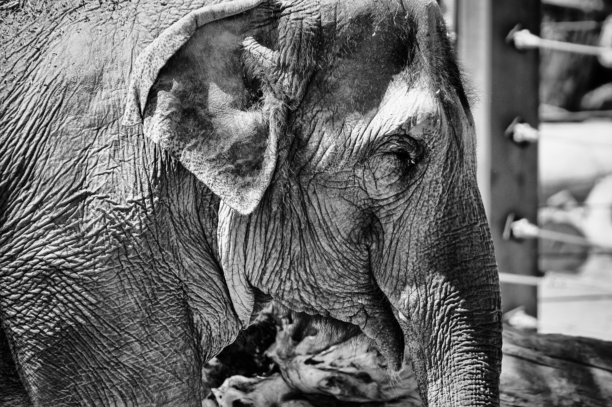 Canon EOS 100D (EOS Rebel SL1 / EOS Kiss X7) sample photo. Elephant photography