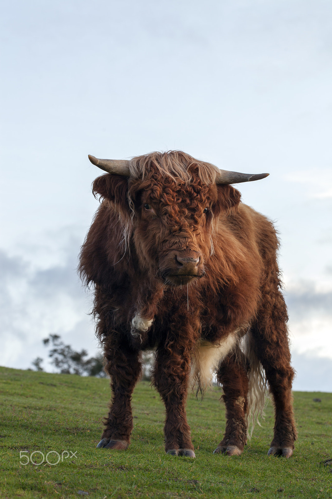 Canon EF 100mm F2.8L Macro IS USM sample photo. Tassie highland bull photography