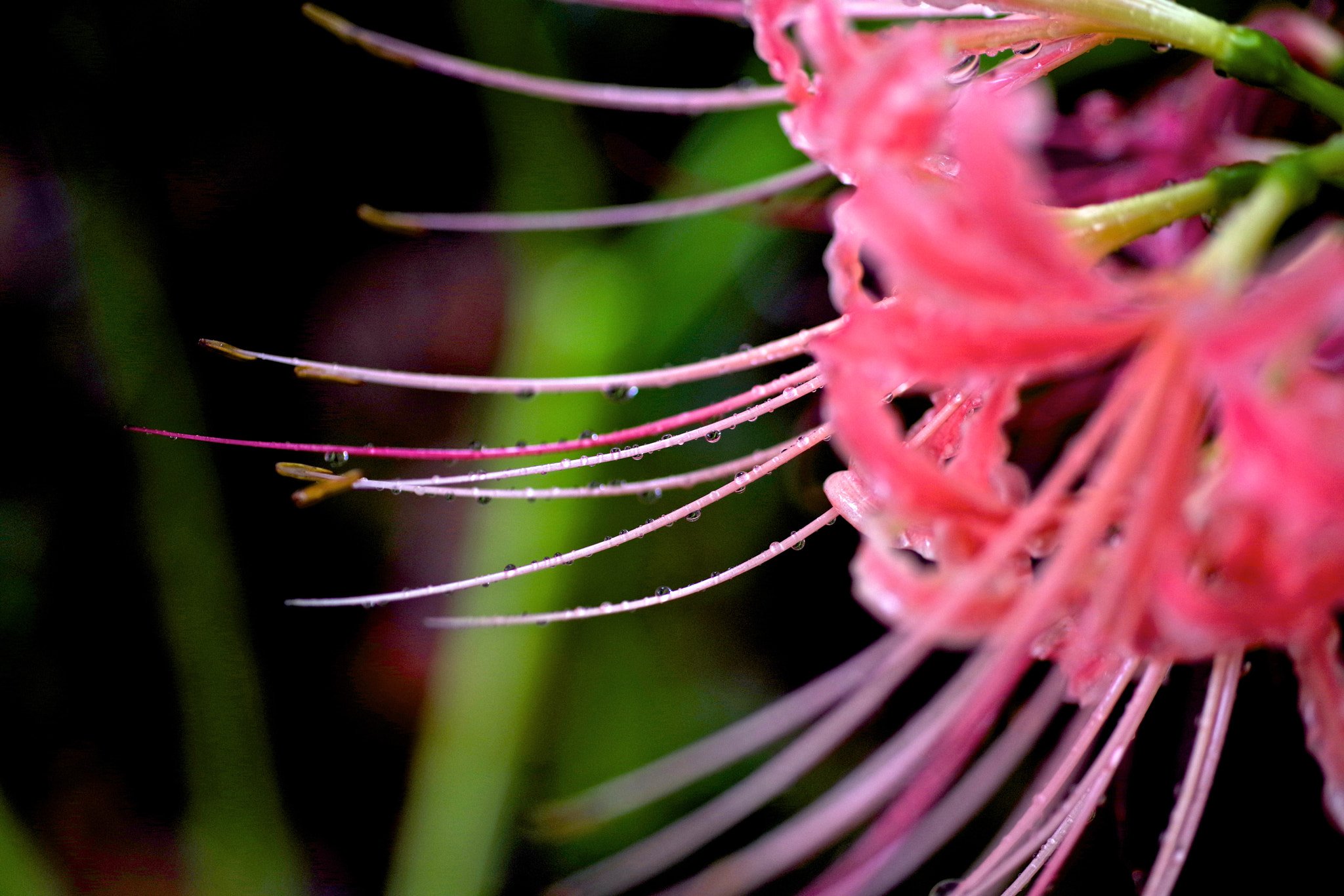 Pentax K-1 + Sigma sample photo. Pink status photography