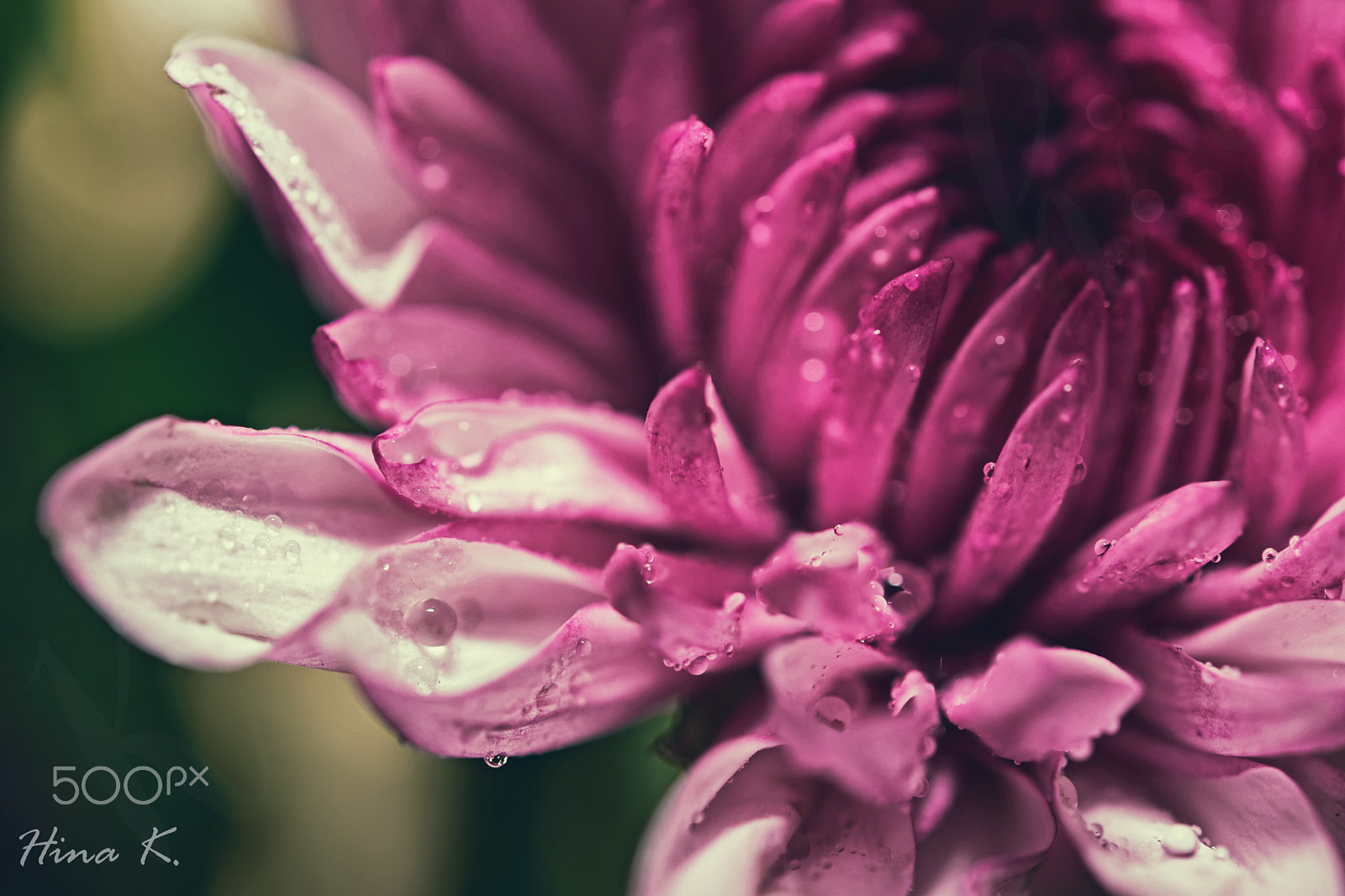 Nikon AF-S Micro-Nikkor 60mm F2.8G ED sample photo. Never lose your sense of wonder photography