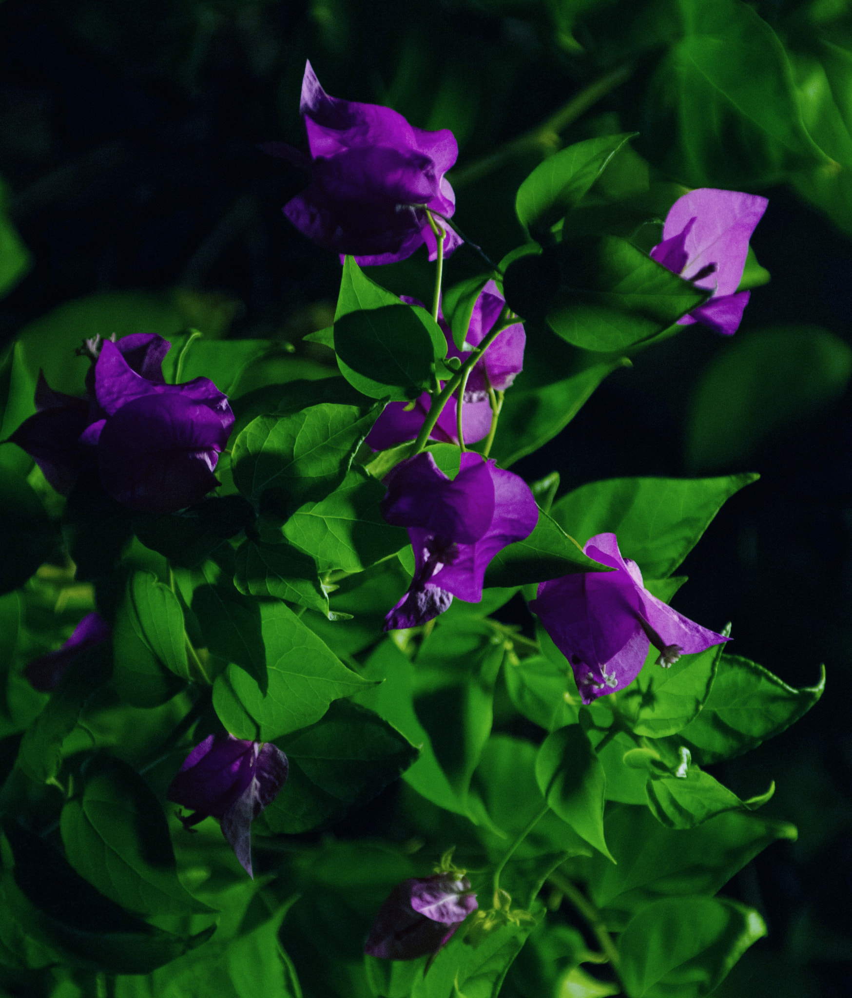 Sigma 28-300mm F3.5-6.3 DG Macro sample photo. Violet rose photography