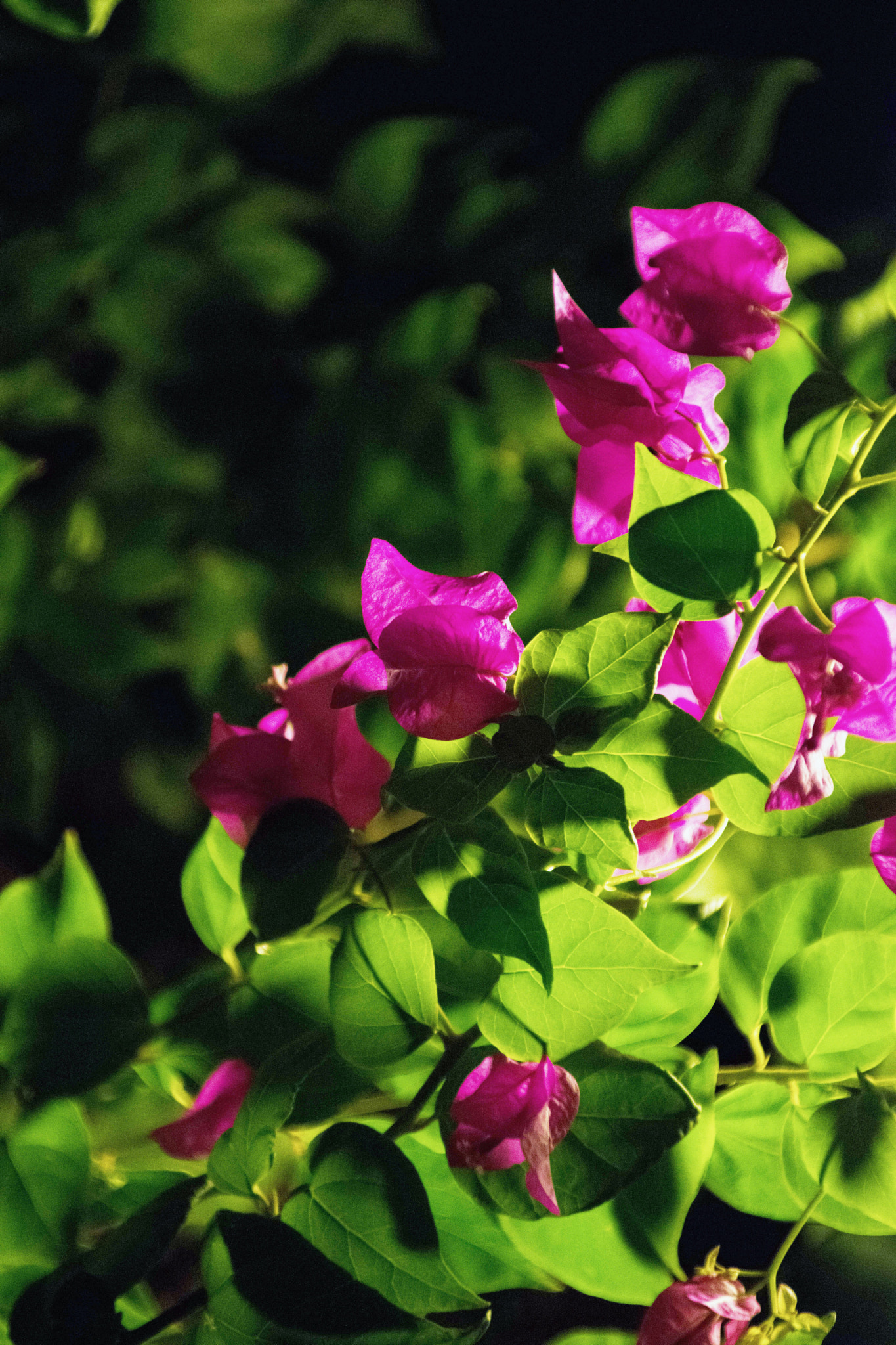 Sigma 28-300mm F3.5-6.3 DG Macro sample photo. Light rose  photography