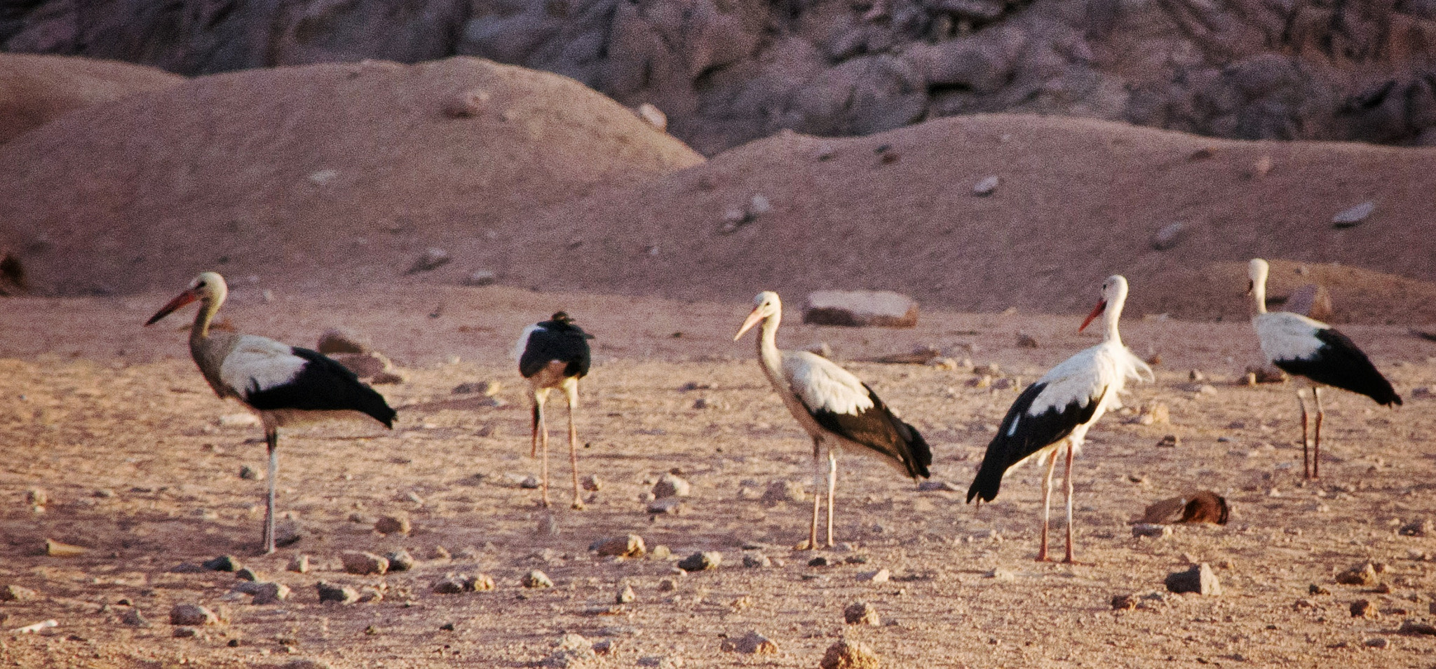 Sigma 28-300mm F3.5-6.3 DG Macro sample photo. Desert birds  photography
