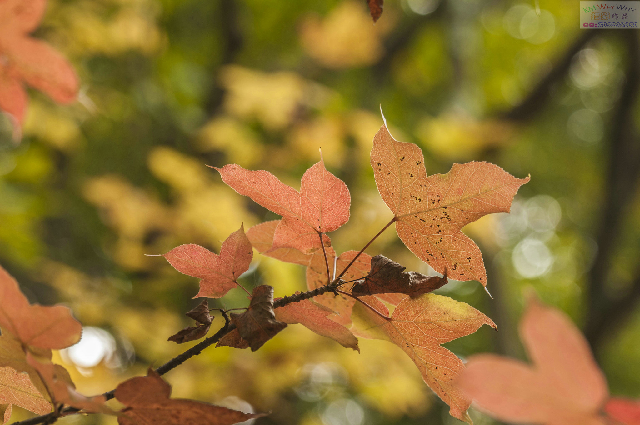 Nikon D300S sample photo. 枫叶黄了 photography