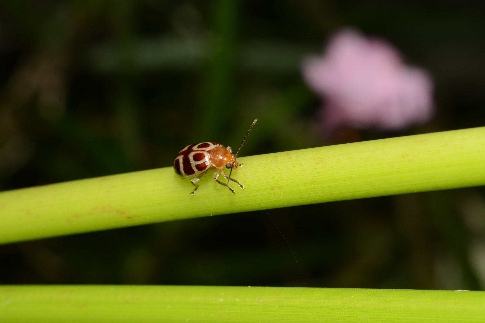 Nikon D7100 + AF Nikkor 50mm f/1.8 sample photo