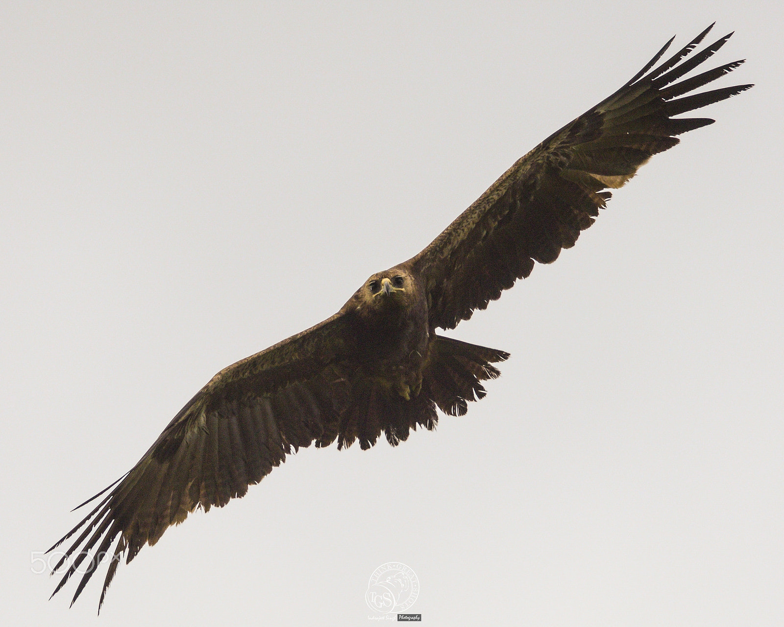Nikon D810 sample photo. Indian spotted eagle photography