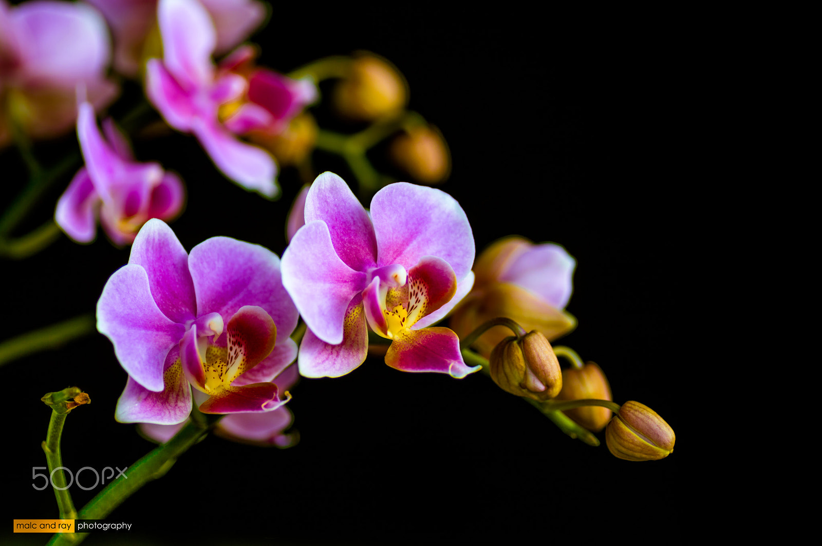 Nikon D3200 sample photo. Orchid #2 photography
