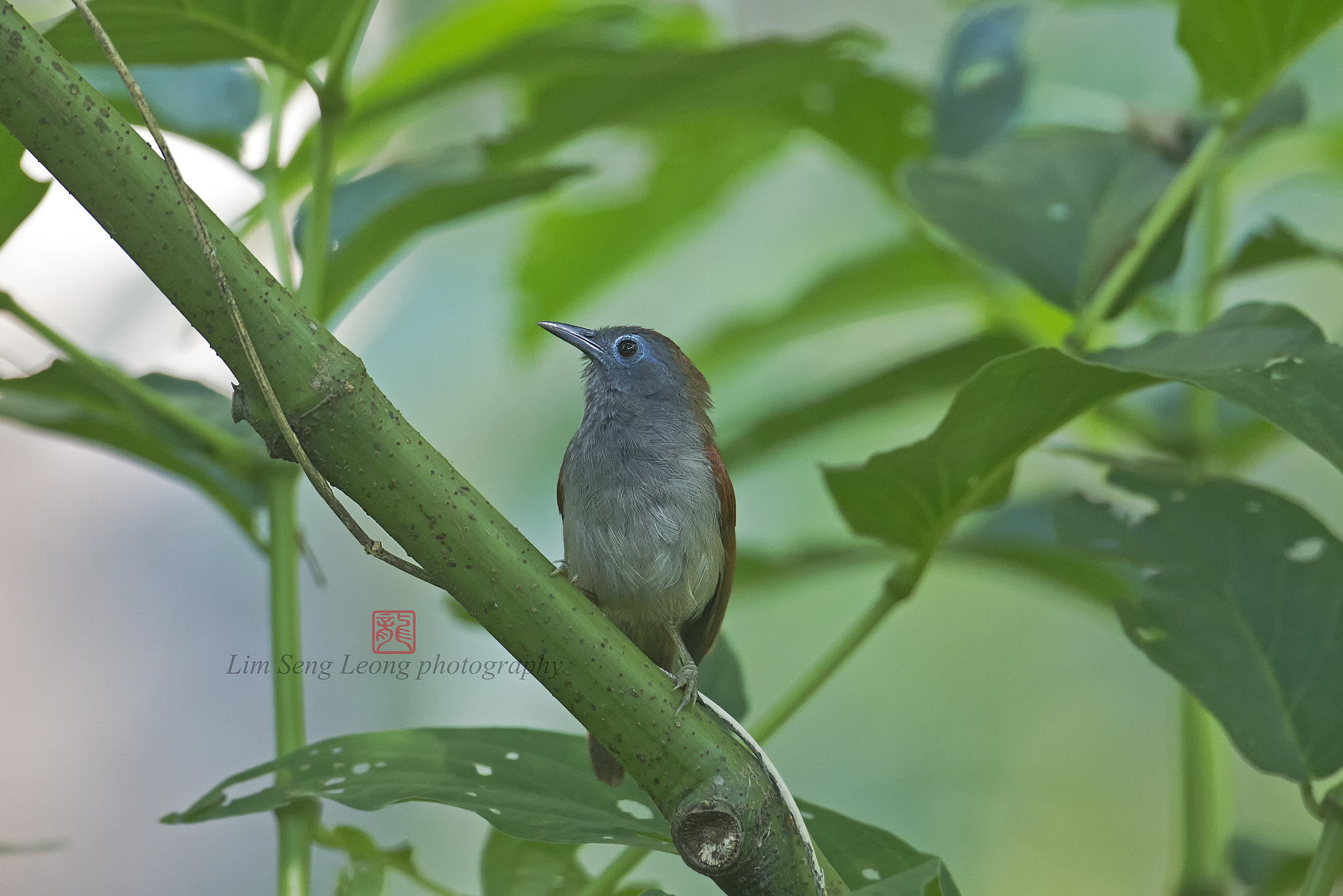 Canon EF 300mm F2.8L IS II USM sample photo. Bgy photography