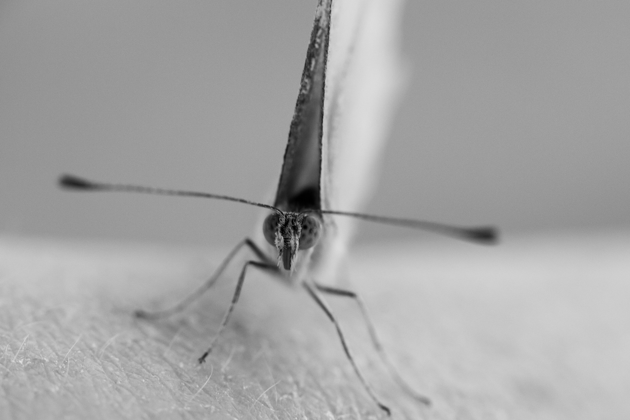 Canon EF 100mm F2.8L Macro IS USM sample photo. Little friend photography