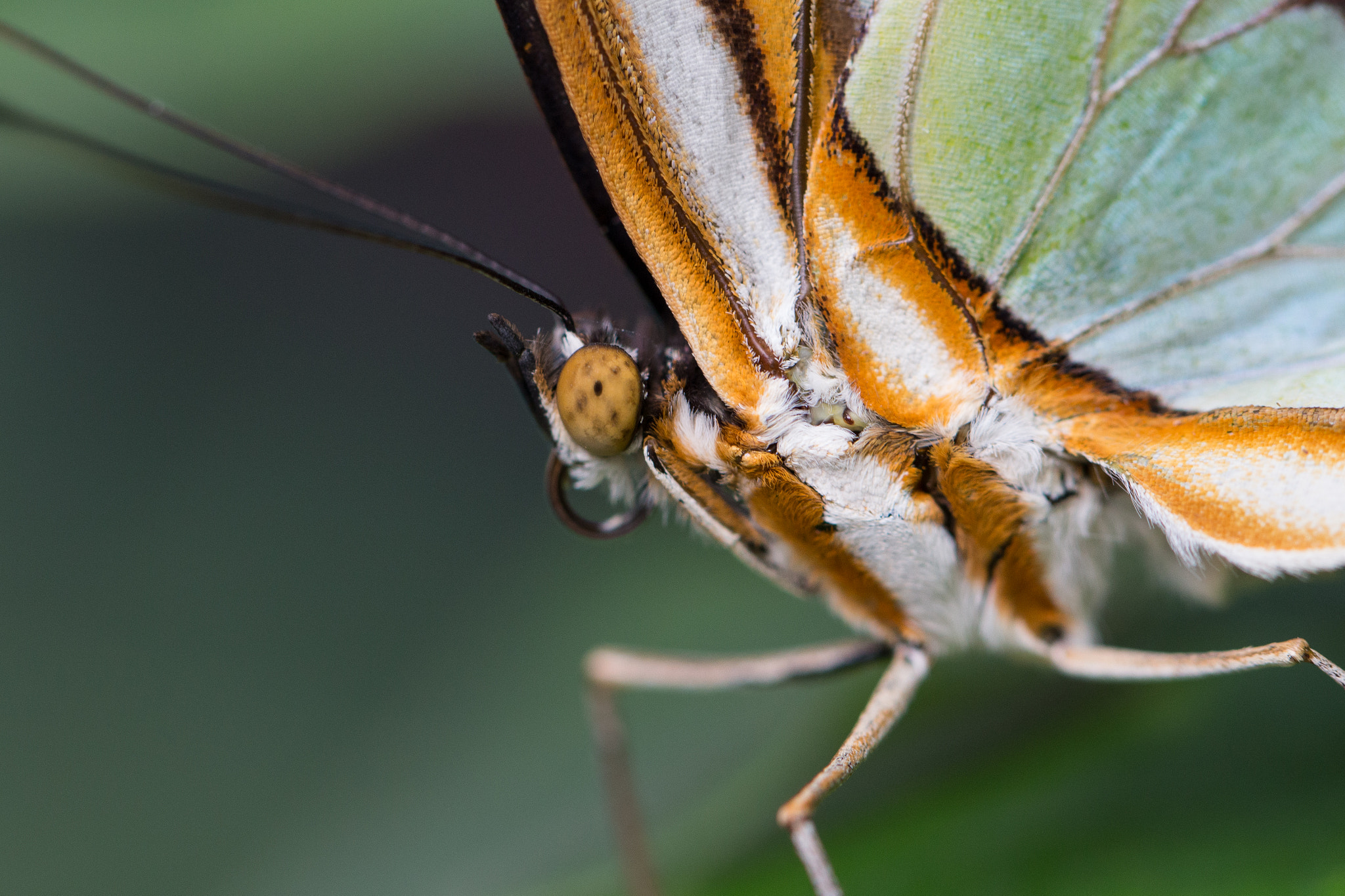 Canon EF 100mm F2.8L Macro IS USM sample photo. Butterfly 1 photography