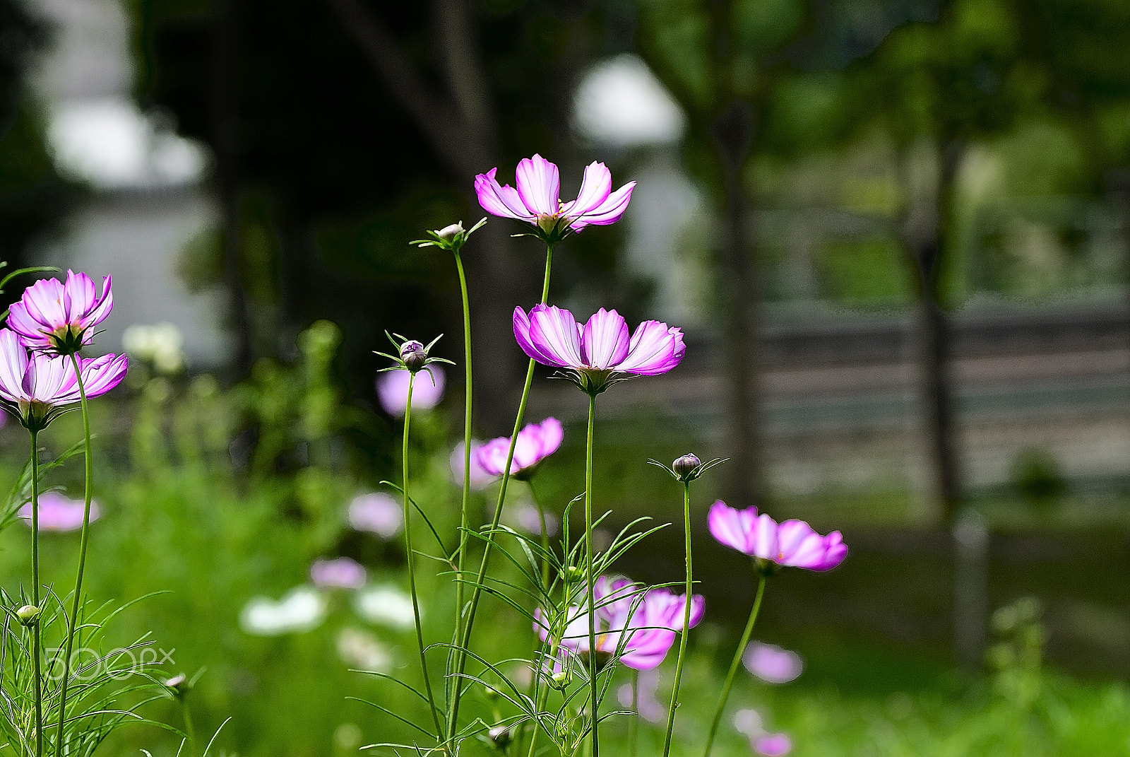 Nikon D200 + Nikon AF-S Micro-Nikkor 105mm F2.8G IF-ED VR sample photo. White framed in pale purple cosmos photography