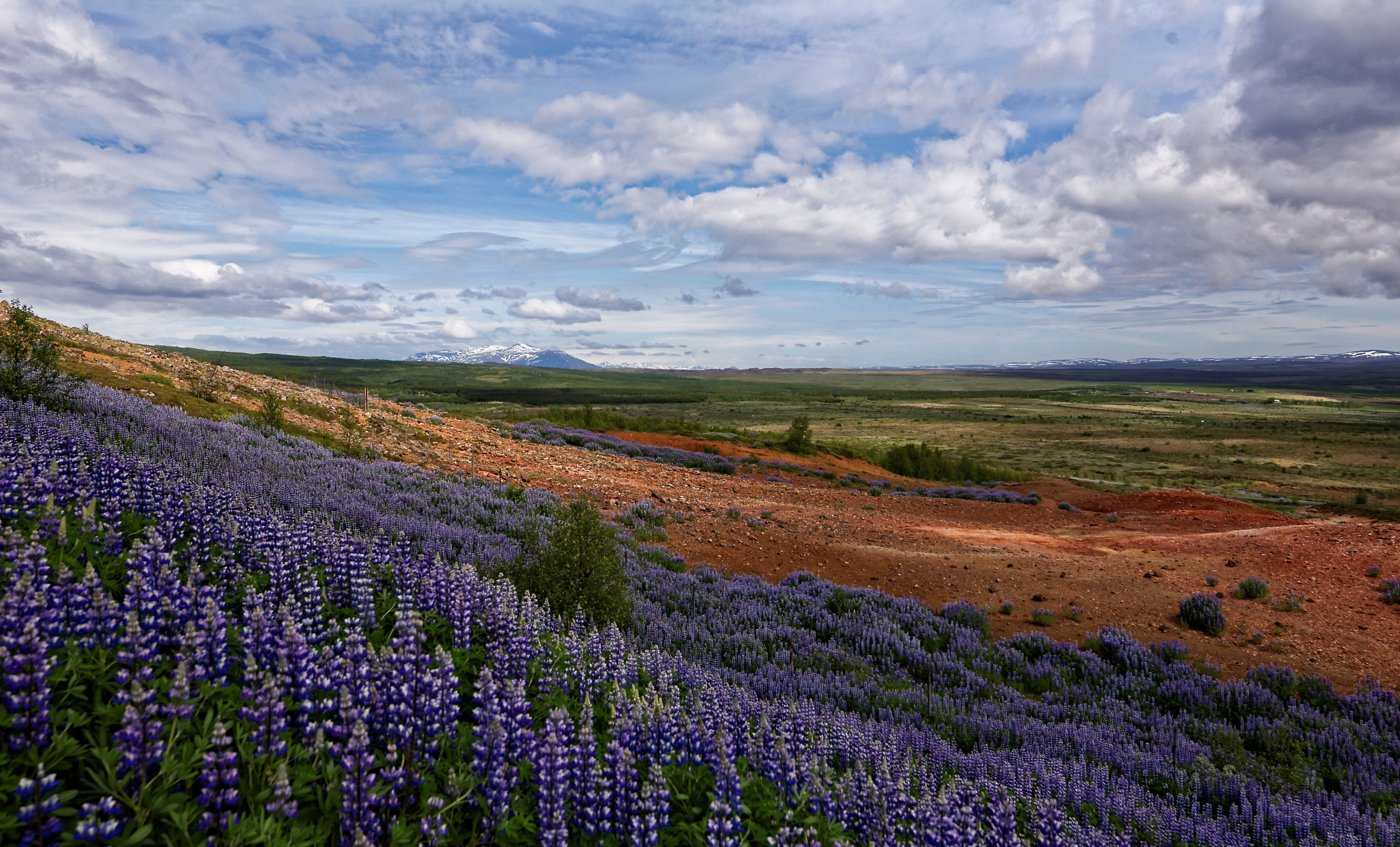 Tokina AT-X 16-28mm F2.8 Pro FX sample photo. Iceland, lupin fields at the geysyr photography