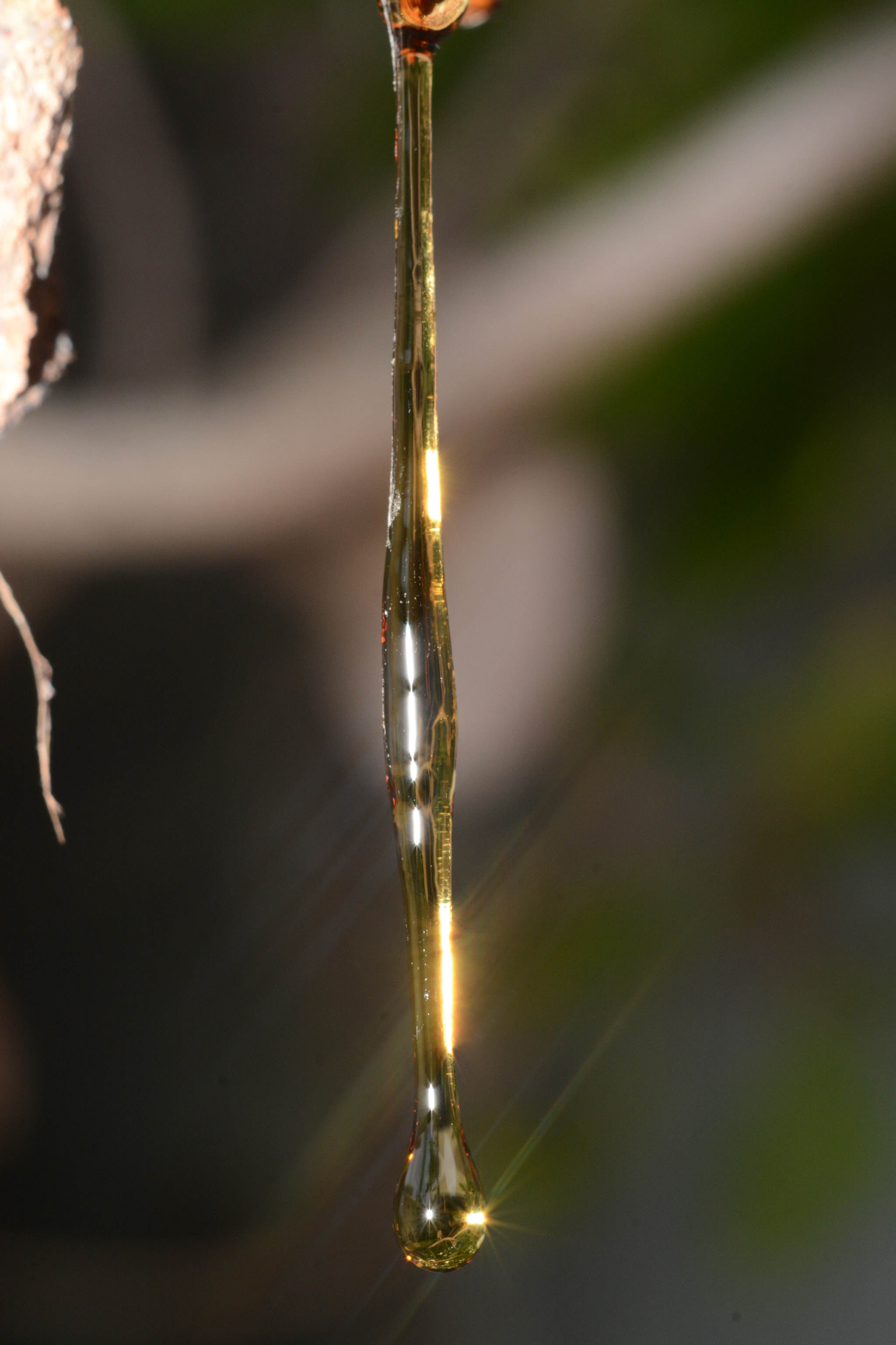 Nikon D7100 + AF Nikkor 50mm f/1.8 sample photo