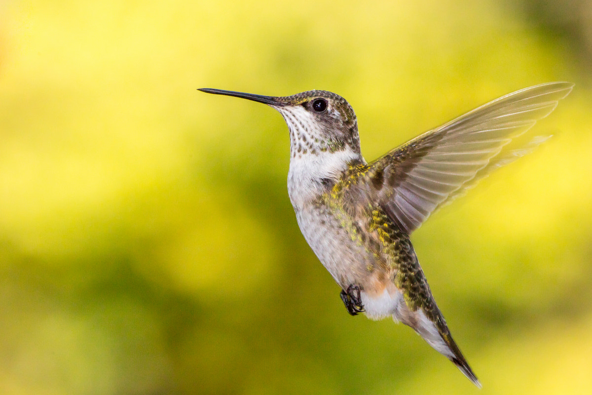 Canon EOS 5DS R + Canon EF 200-400mm F4L IS USM Extender 1.4x sample photo. Ruby-throated hummingbird photography