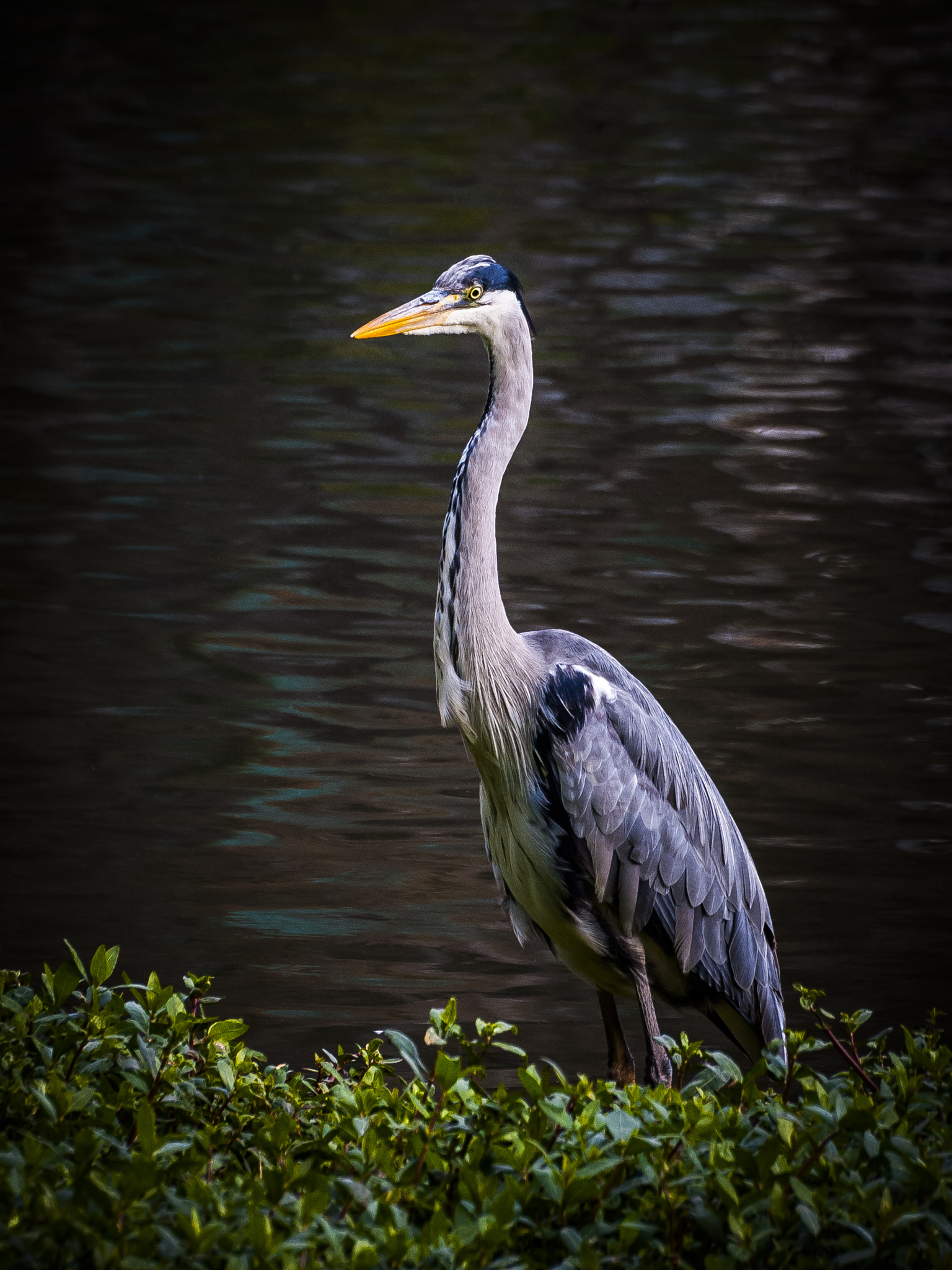 Nikon D40X sample photo. Garza cuca photography