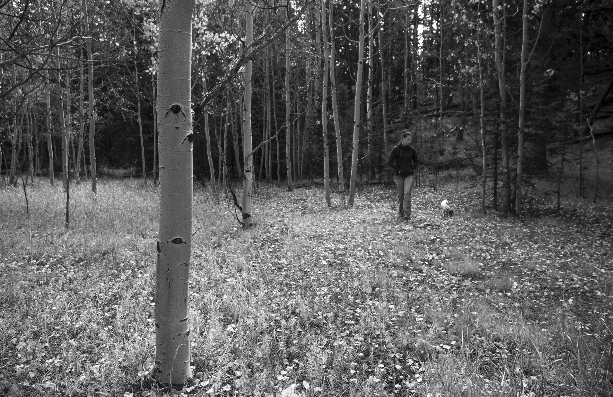 Nikon D5000 sample photo. A peaceful walk photography