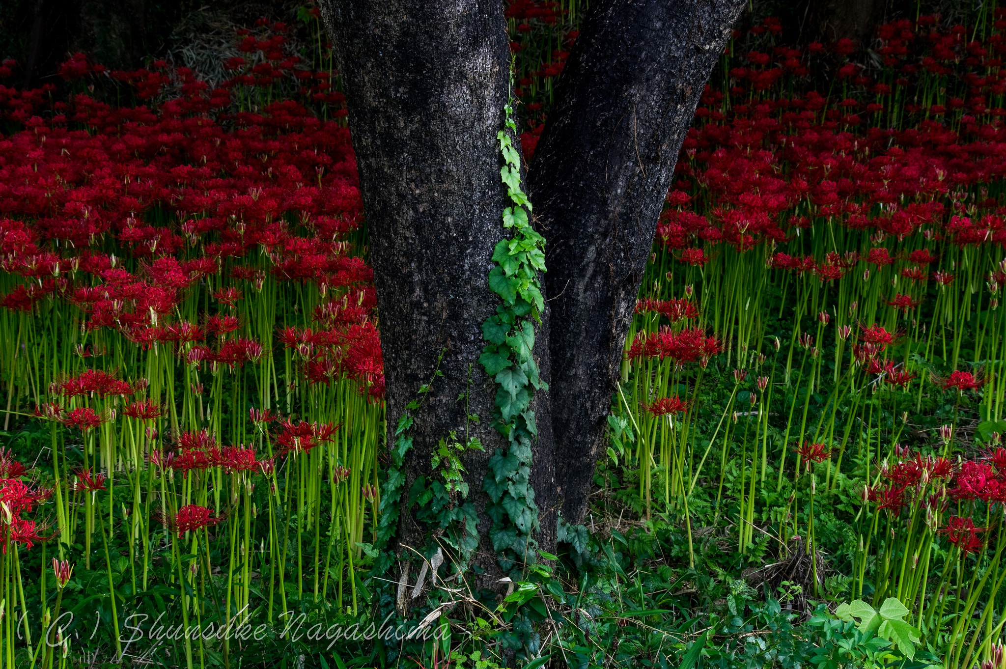 Pentax smc DA 55-300mm F4.0-5.8 ED sample photo. Cluster amaryllis photography