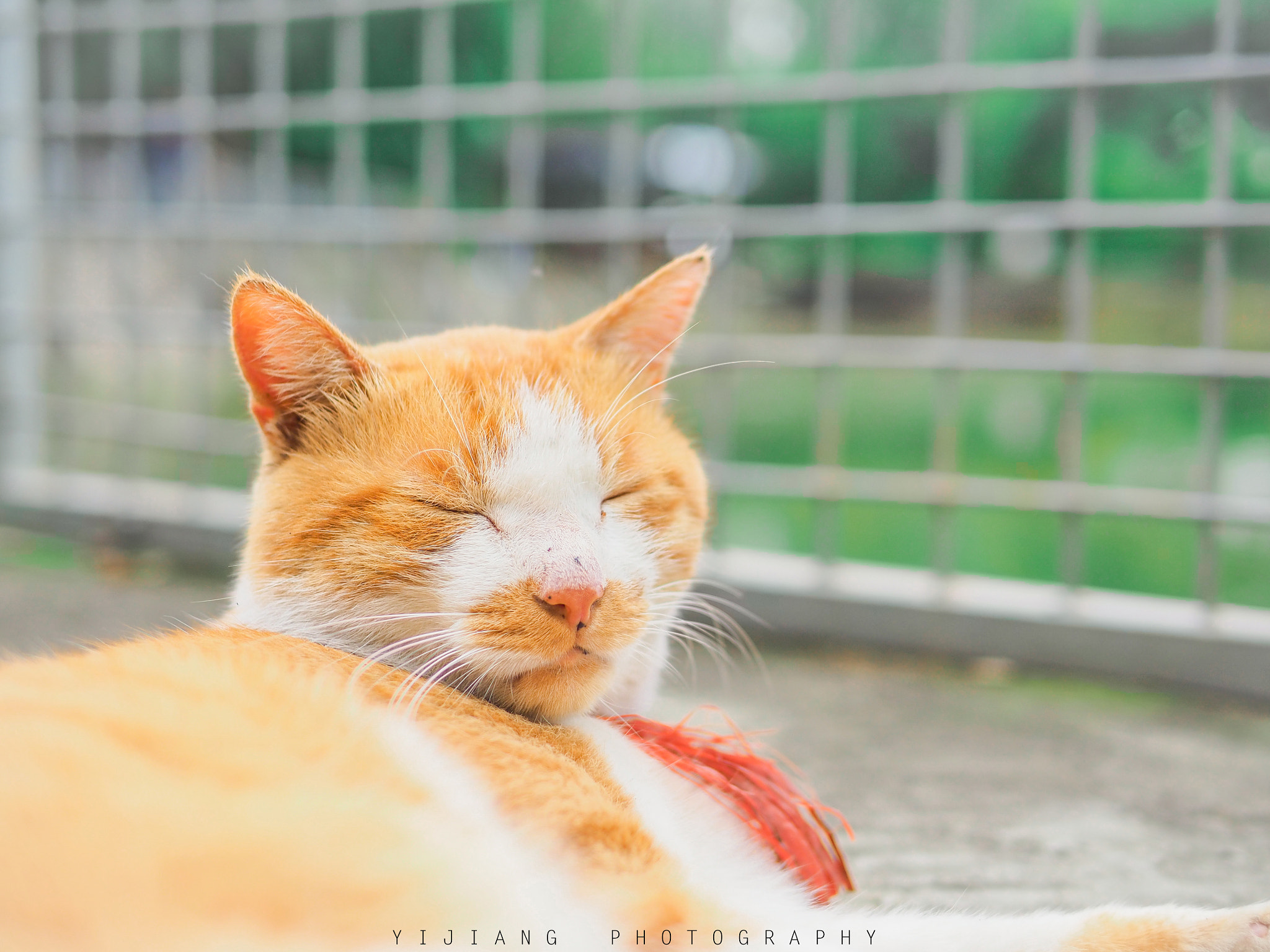 Olympus OM-D E-M10 + Panasonic Leica DG Summilux 25mm F1.4 II ASPH sample photo. Fat cat photography